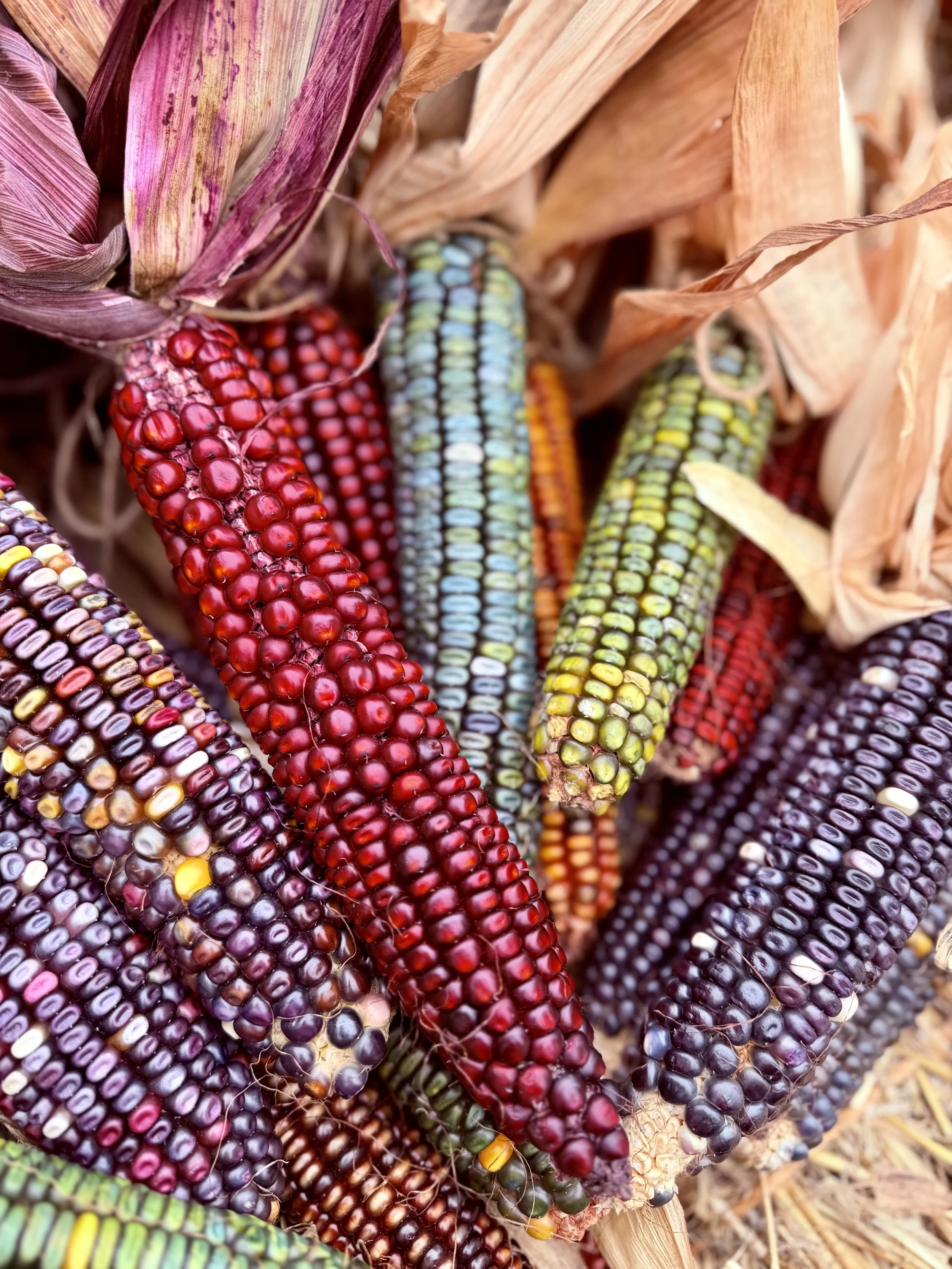 Ornamental Corn Bundles Add-On (3-Count)