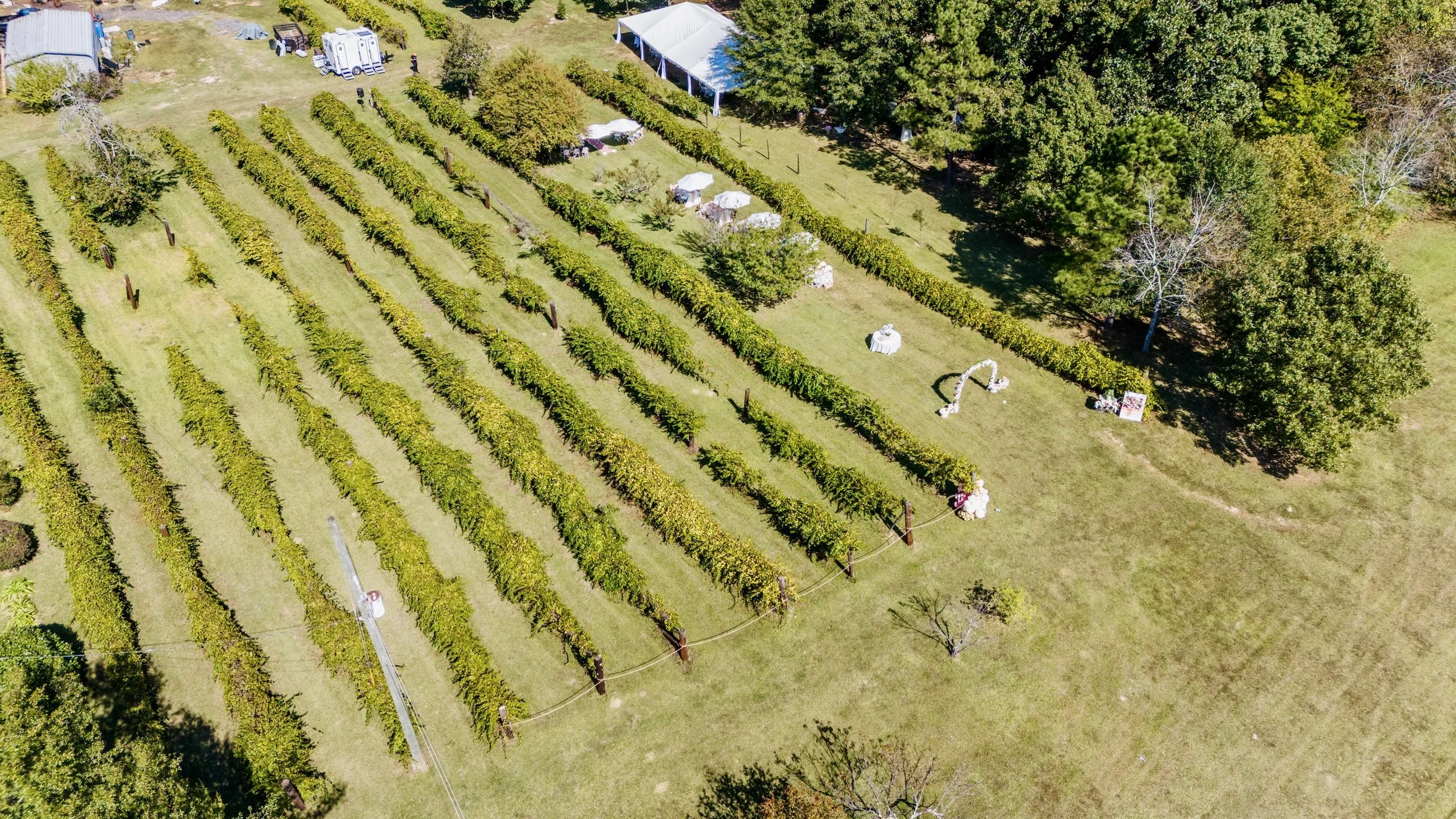 An aerial view of a vineyard with rows of grapevines, a white tent, and decorative archways with flowers, surrounded by trees.