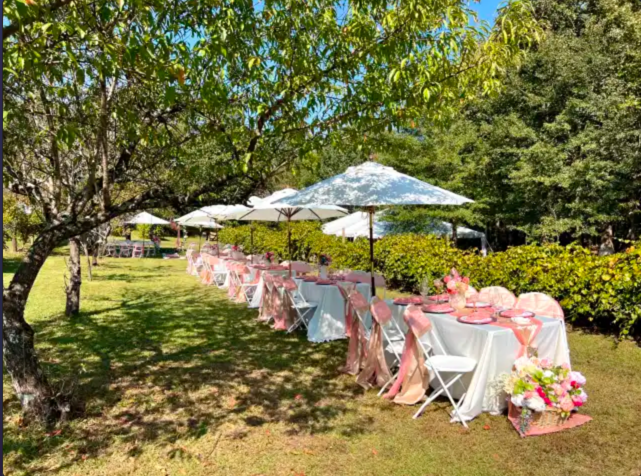 Outdoor wedding reception setup with long table, white tablecloths, pink and peach decorations, chairs with pink bows, umbrellas for shade, trees and greenery surrounding the area.