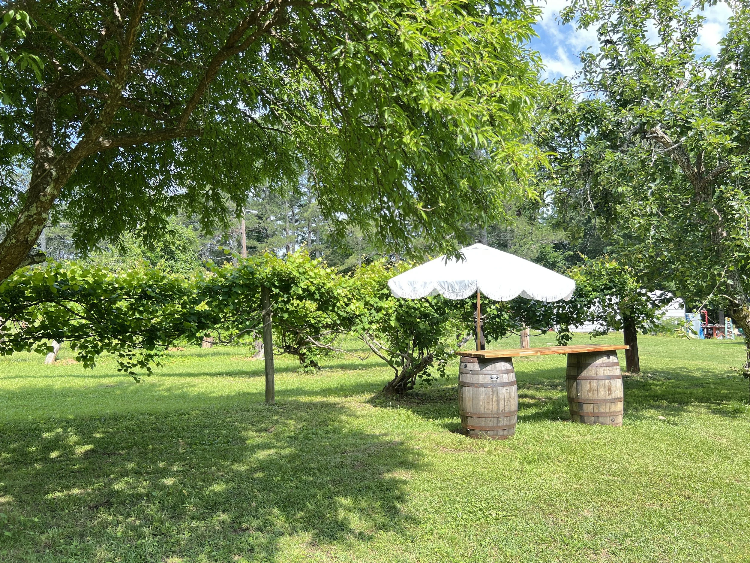 A outdoor area with green grass, trees, and a white patio umbrella. There are two wooden barrels used as tables, and the area is shaded by trees with the sky visible overhead.