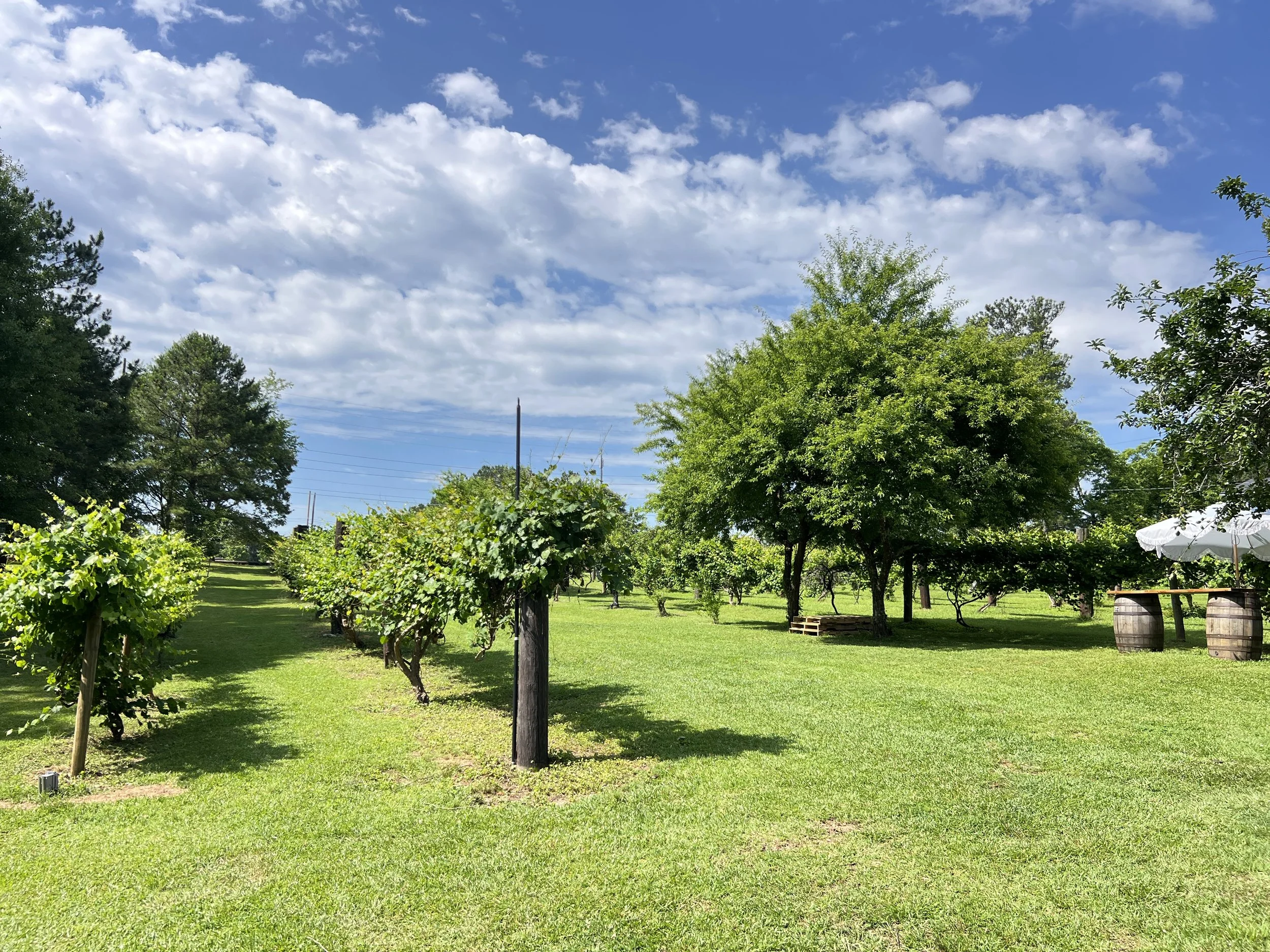 A vineyard with rows of grapevines on wooden posts, lush green trees, and a bright blue sky with scattered white clouds.