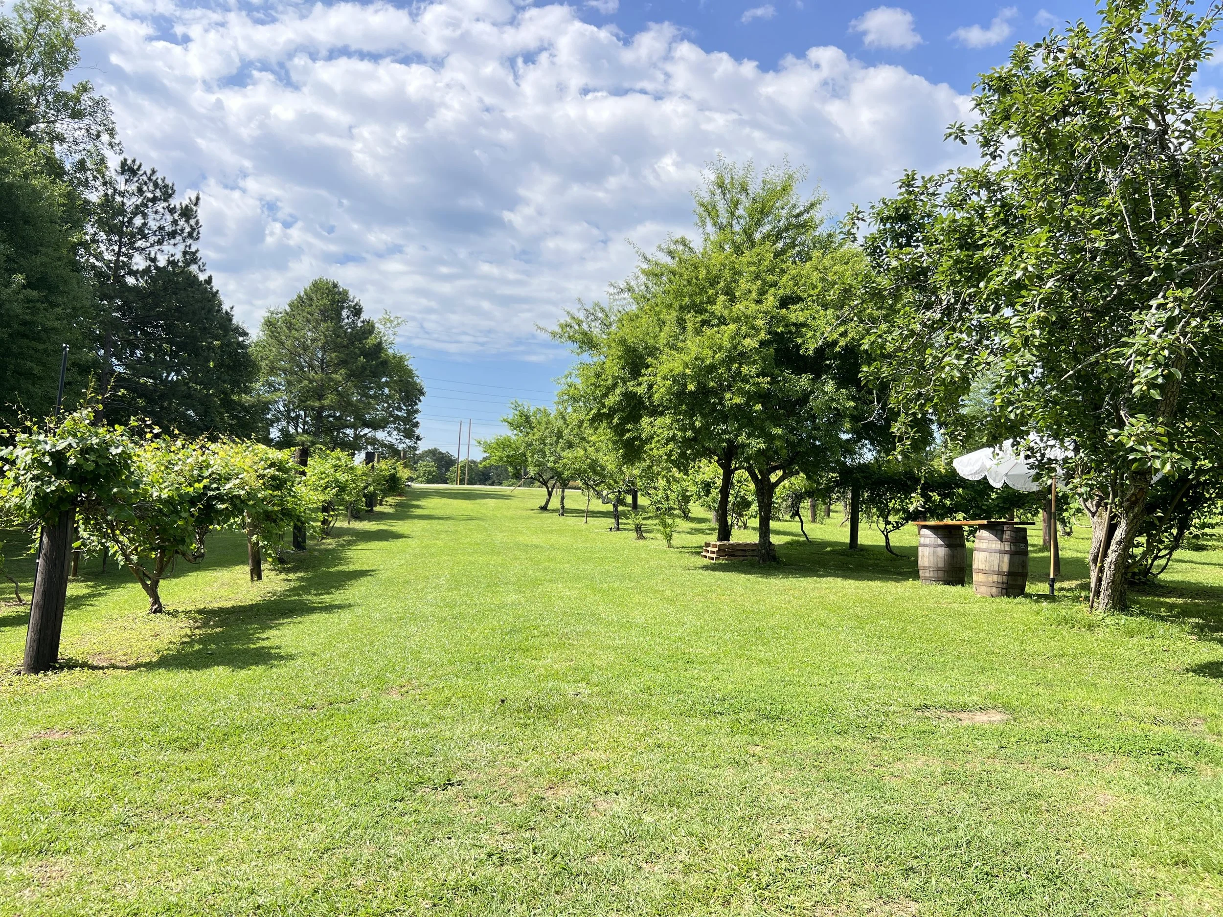 A lush green vineyard with rows of grapevines on the left and fruit trees on the right, under a partly cloudy blue sky with sunlight filtering through the clouds.