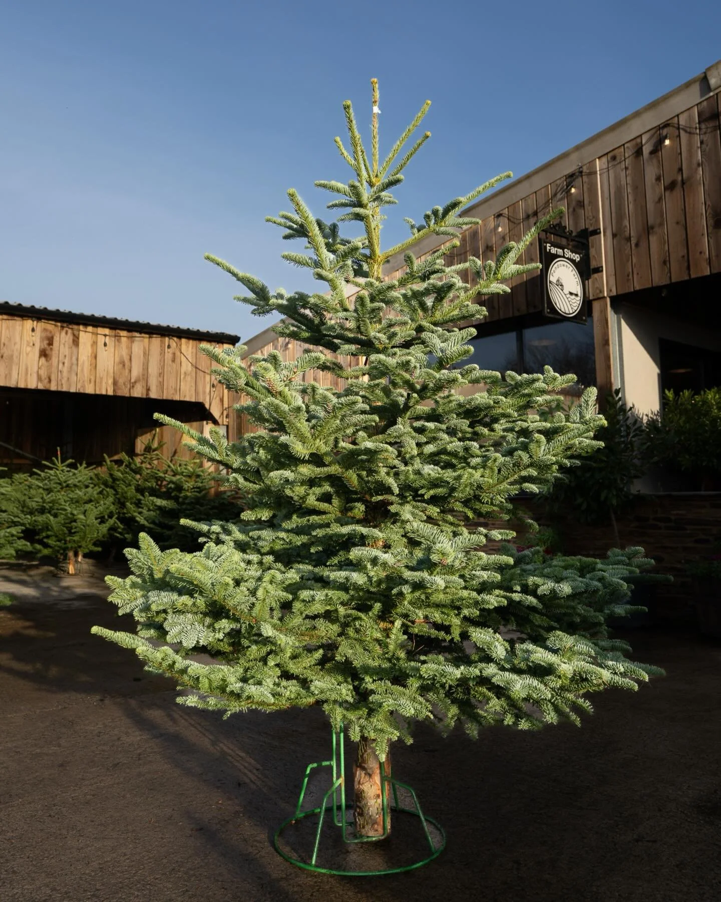What&lsquo;s the perfect Christmas tree? 

Tall? Small? Wide? Slim? 

It&rsquo;s fascinating to watch you all picking out your favourites!

And if you haven&rsquo;t decked your halls yet, then you&rsquo;ve got just under 2 weeks&hellip; Come and see 