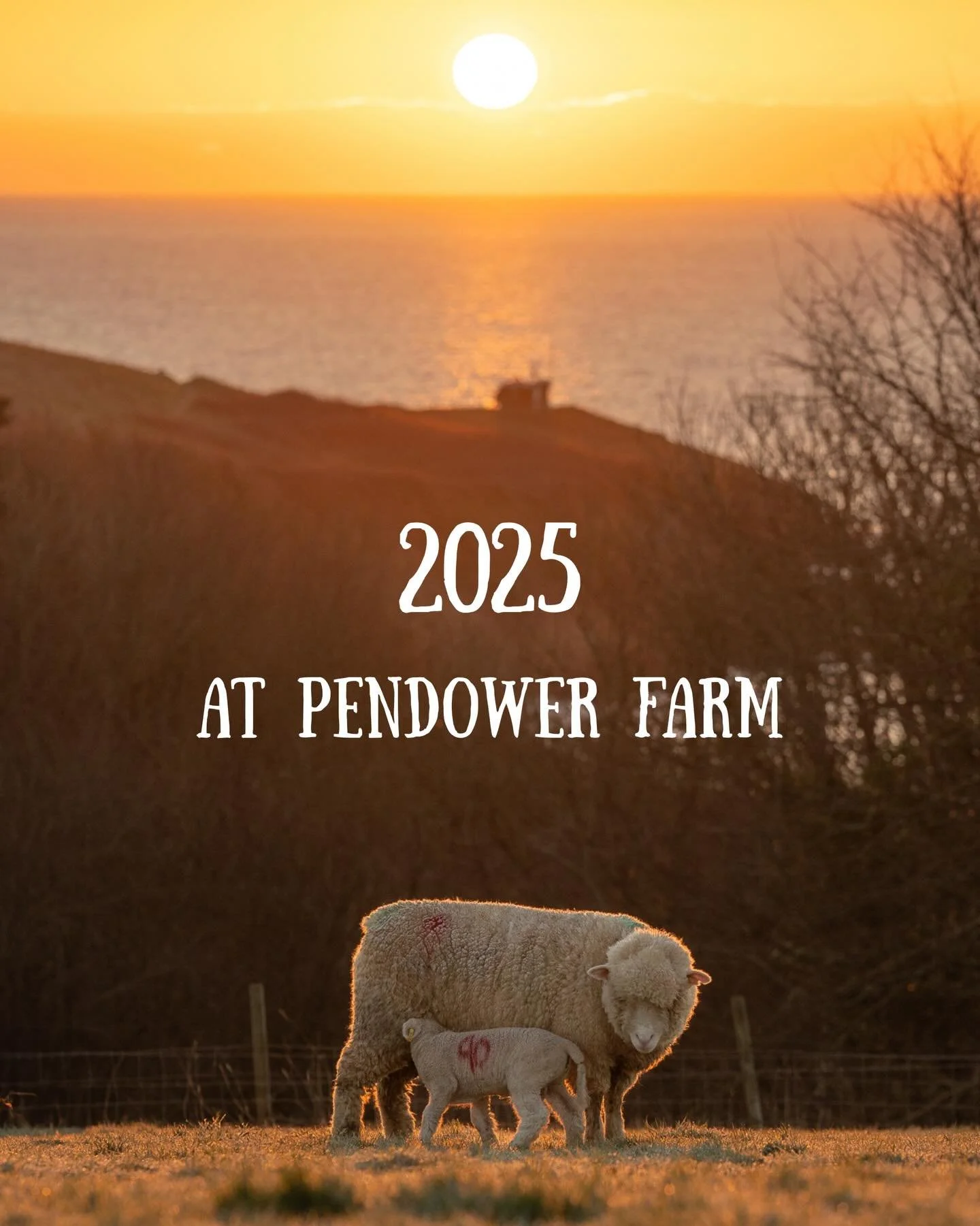 It&rsquo;s been a brilliant, and busy year at Pendower Farm. Our first with the farm shop in its new home. 
Thank you to our customers, and our wonderful team who work so hard to make it all happen. 

We are still open 10am - 6pm every day, and 10am 