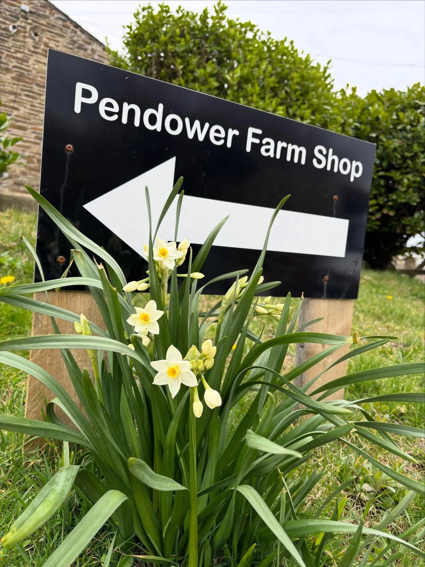 We have some of our fantastic free range pork coming back from the butcher. We are currently closed but happy to organise collection times for anybody who is interested in topping up their freezer. 

▪️Whole Pig- &pound;360 
▪️Half Pig- &pound;180: 2