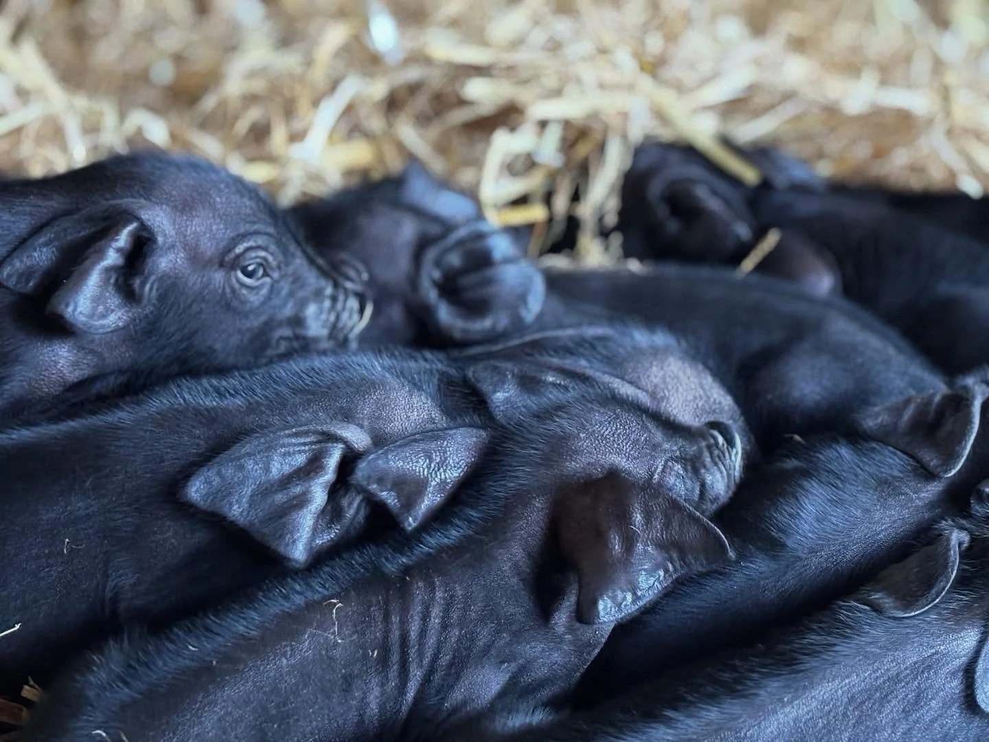 Newest members on the farm born last night. If you&rsquo;re visiting us at the shop make sure you have a look over the gates in the yard and see them! 

Open Monday-Saturday 10am-6pm 
#pendowerfarmshop #pendowerbeach #happypigs #pigsofinstagram🐷 #fa