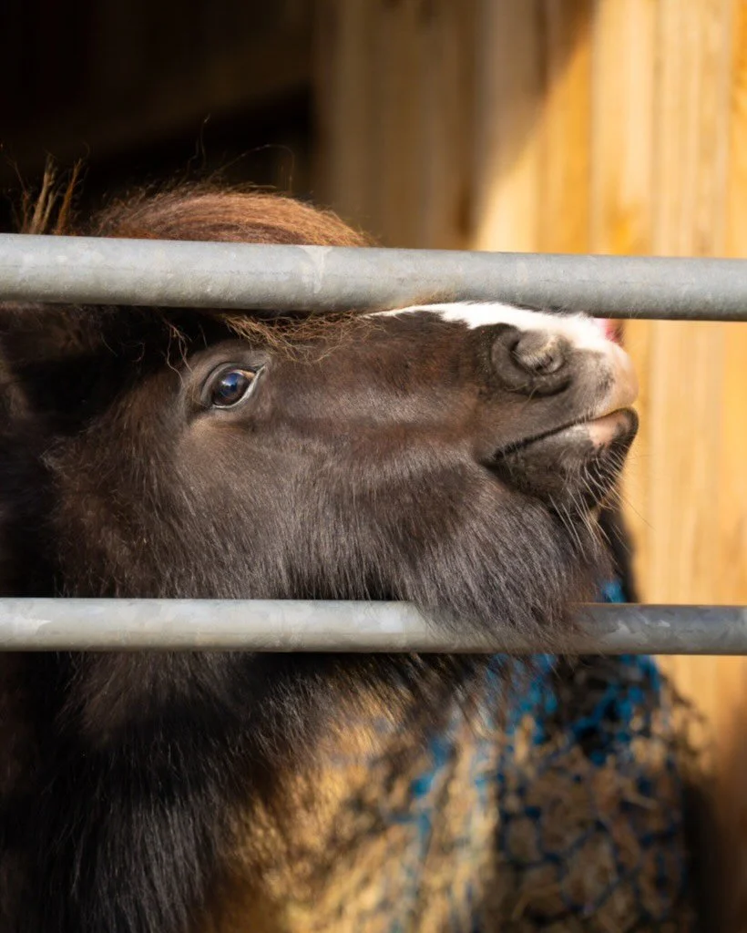 Have you met Wilf?

Santa decided he wasn&rsquo;t quite up to the job of pulling the sleigh this year, so he&rsquo;s come to stay with us instead 😍

Come and say hi to Wilf the Christmas Pony when you&rsquo;re picking up your festive food!
Open toda