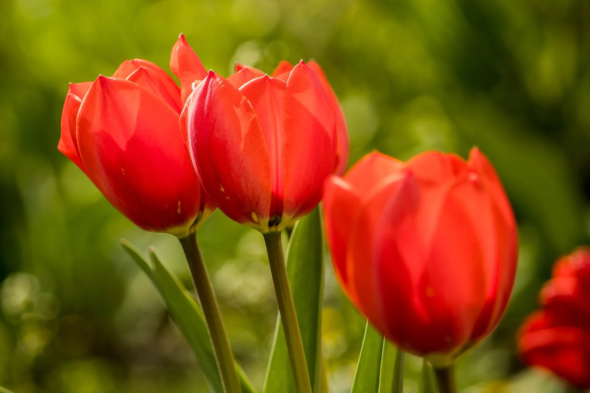 Lent 2022: Floriography