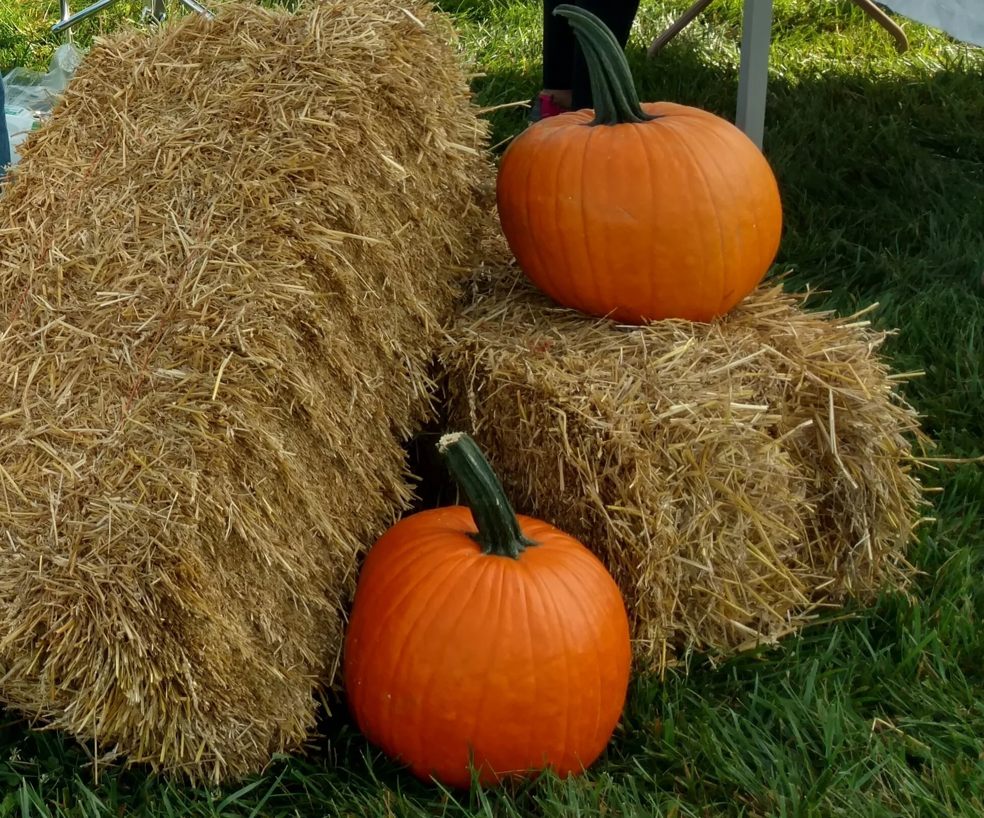 pumpkin hay bale.jpg