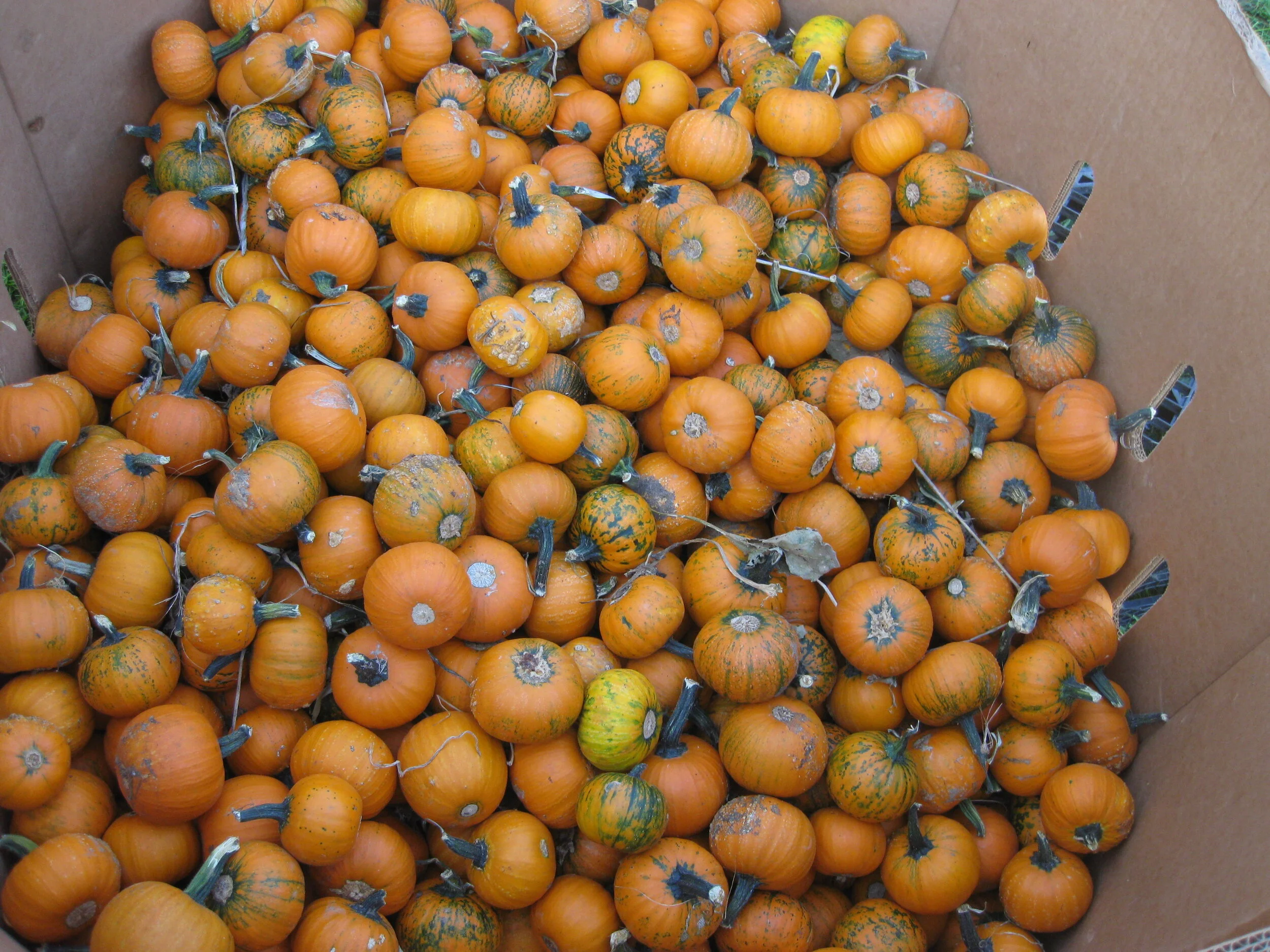 FREE Pumpkin Distribution