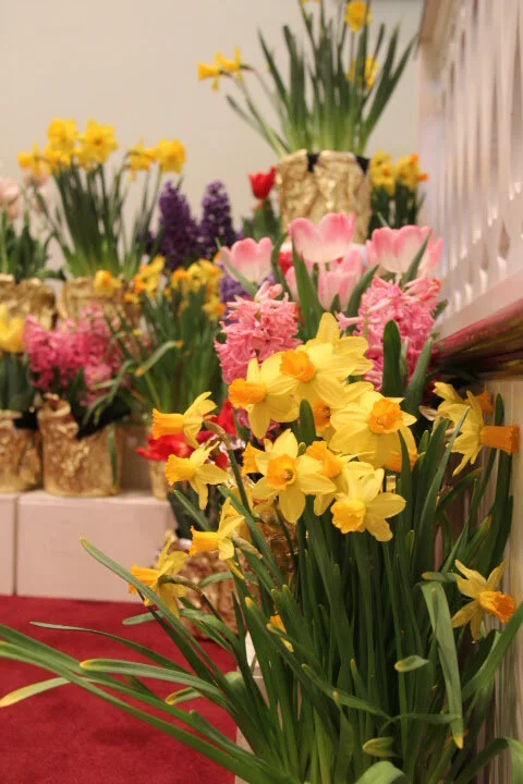Easter flowers at NJLC, 2016.