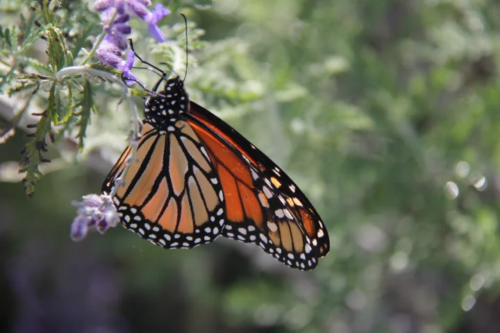 Mother's Day/Bold Women's Sunday