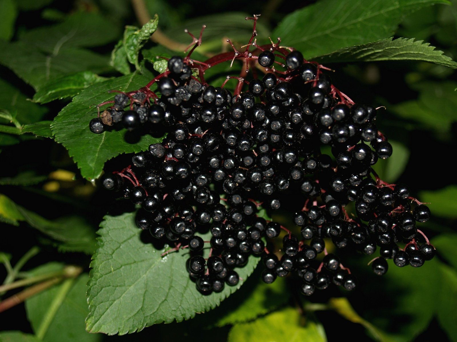 elderberry-1322441.jpg