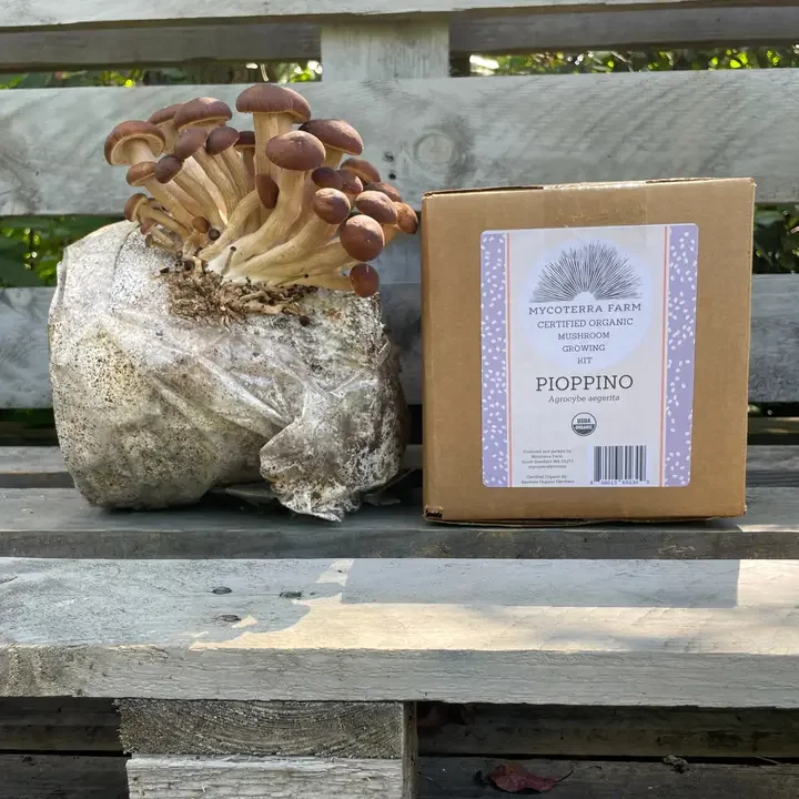 Pioppino Mushroom Grow Kit