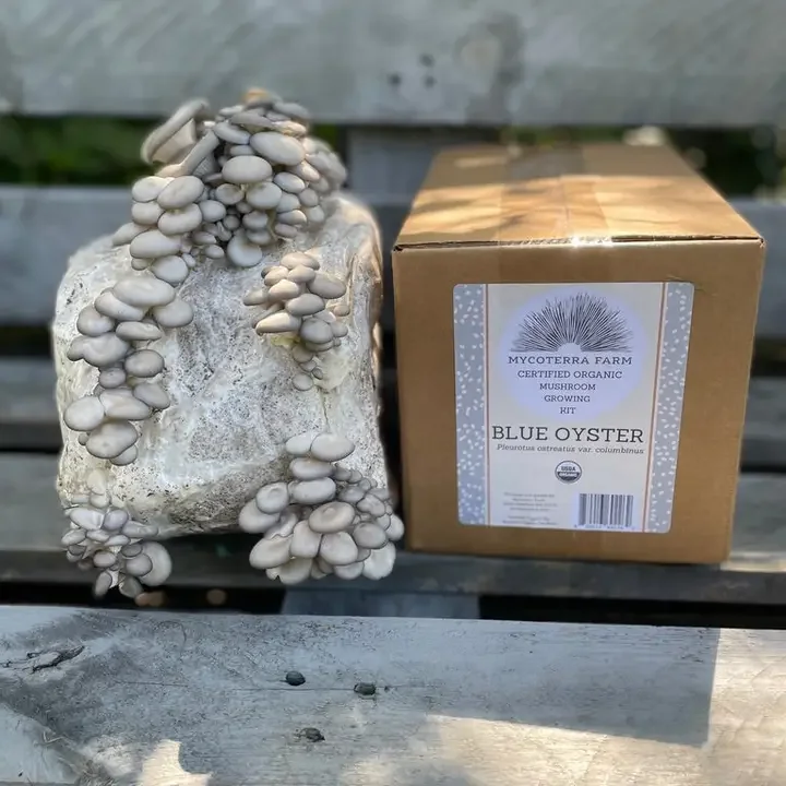 Blue Oyster Mushroom Grow Kit