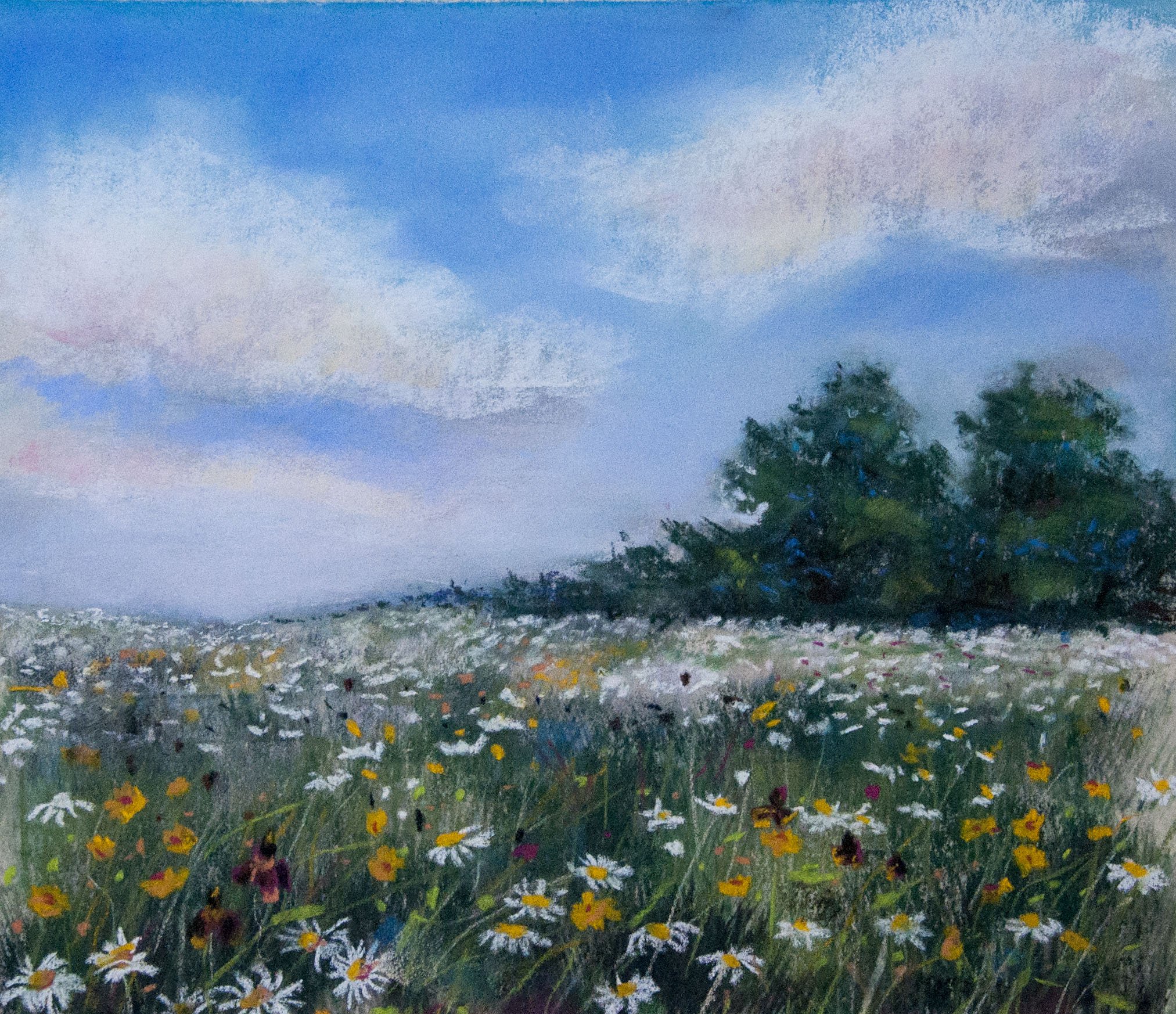 Wildflower Meadow in Bloom