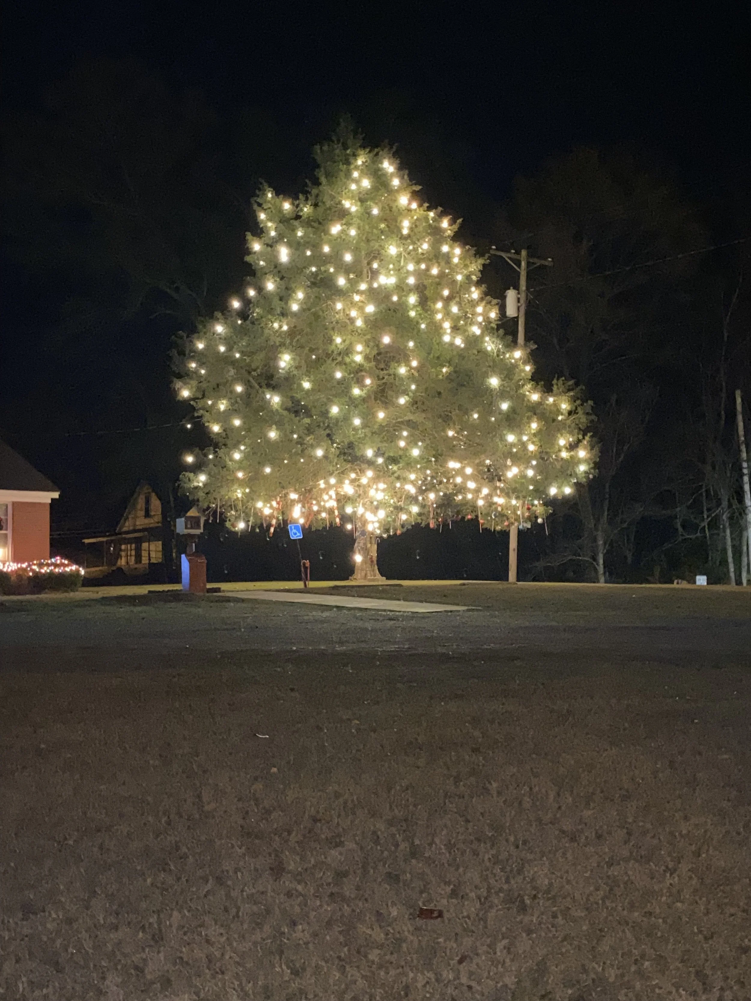 2023 Oakland Tree.jpg