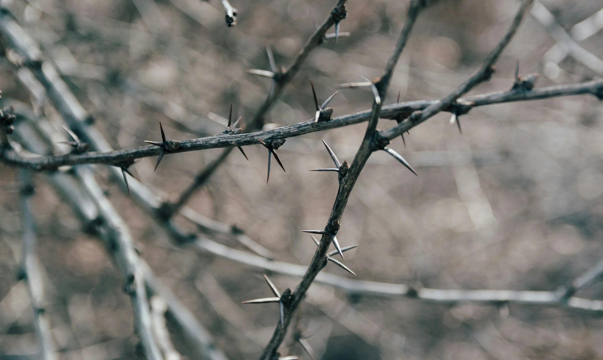 Encountering the Divine, “even in a thorn bush.”