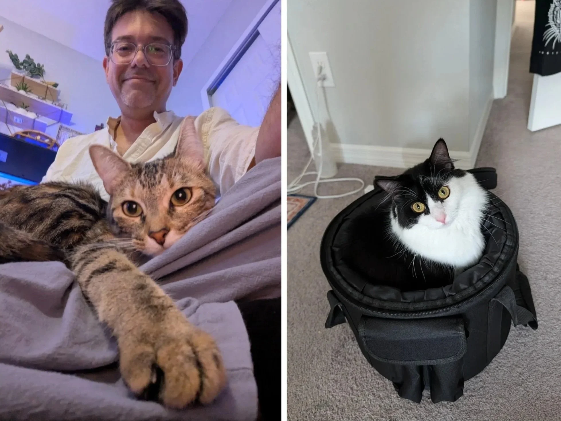 Photo of two cats, one on the left with a man smiling in the background, the other on the right sitting inside a black bag in a room with beige carpet.