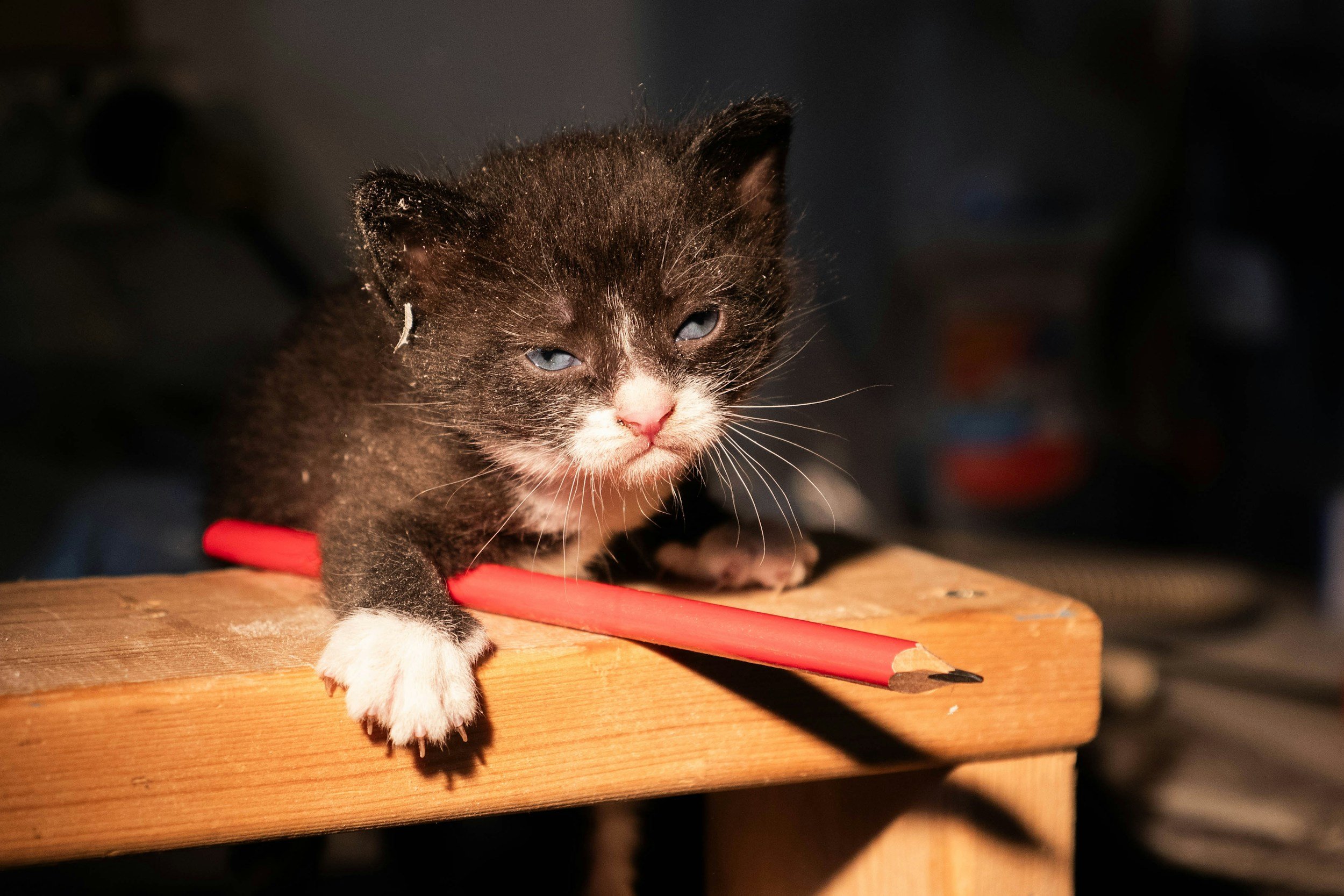 A 4 week old black and white tuxedo kitten sits on a wooden table with one arm over a red pencil. The kitten has bright blue eyes and has sunshine falling gently over its face.