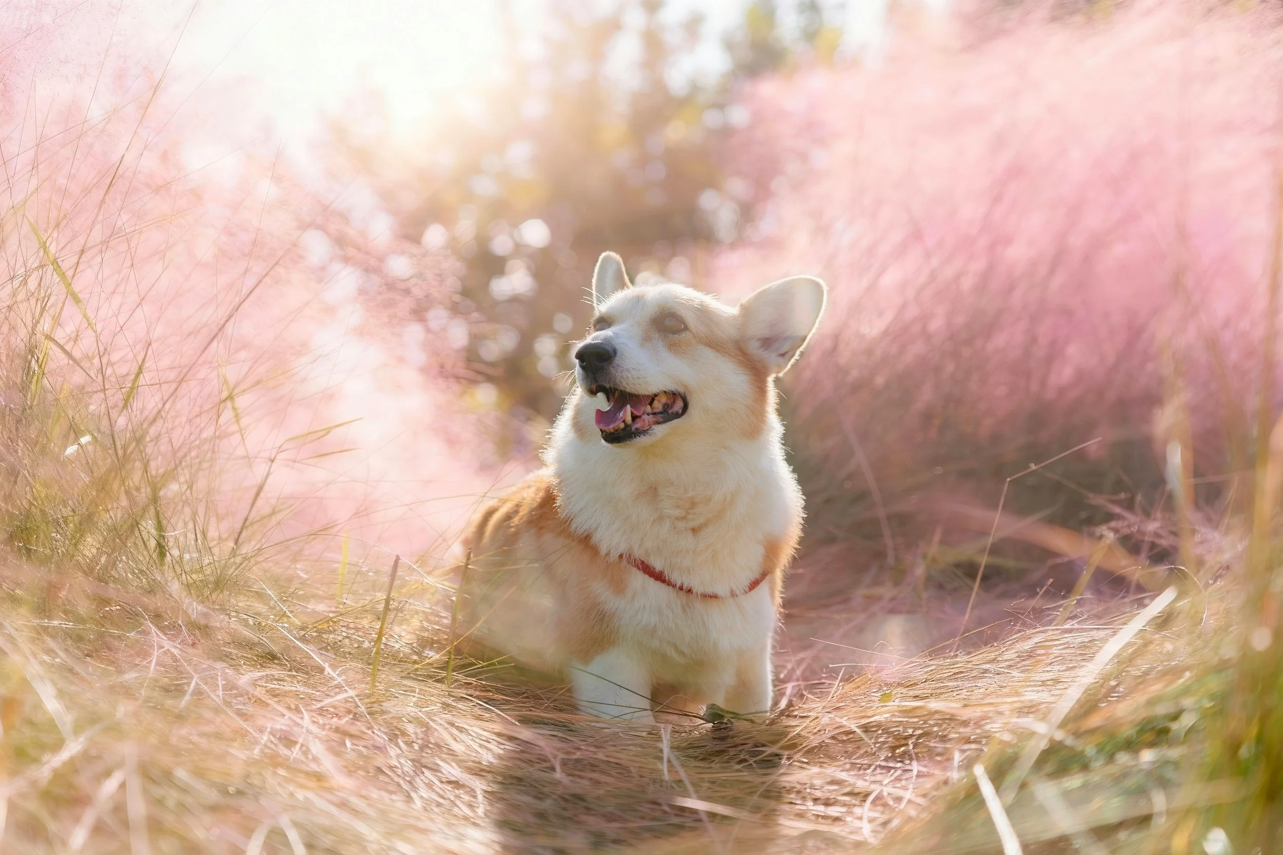 A tan and white Corgi gazes happily into the distance while standing in a grassy field. Behind them the lighting is bright and pink. The feeling conveyed is comfort and peace.
