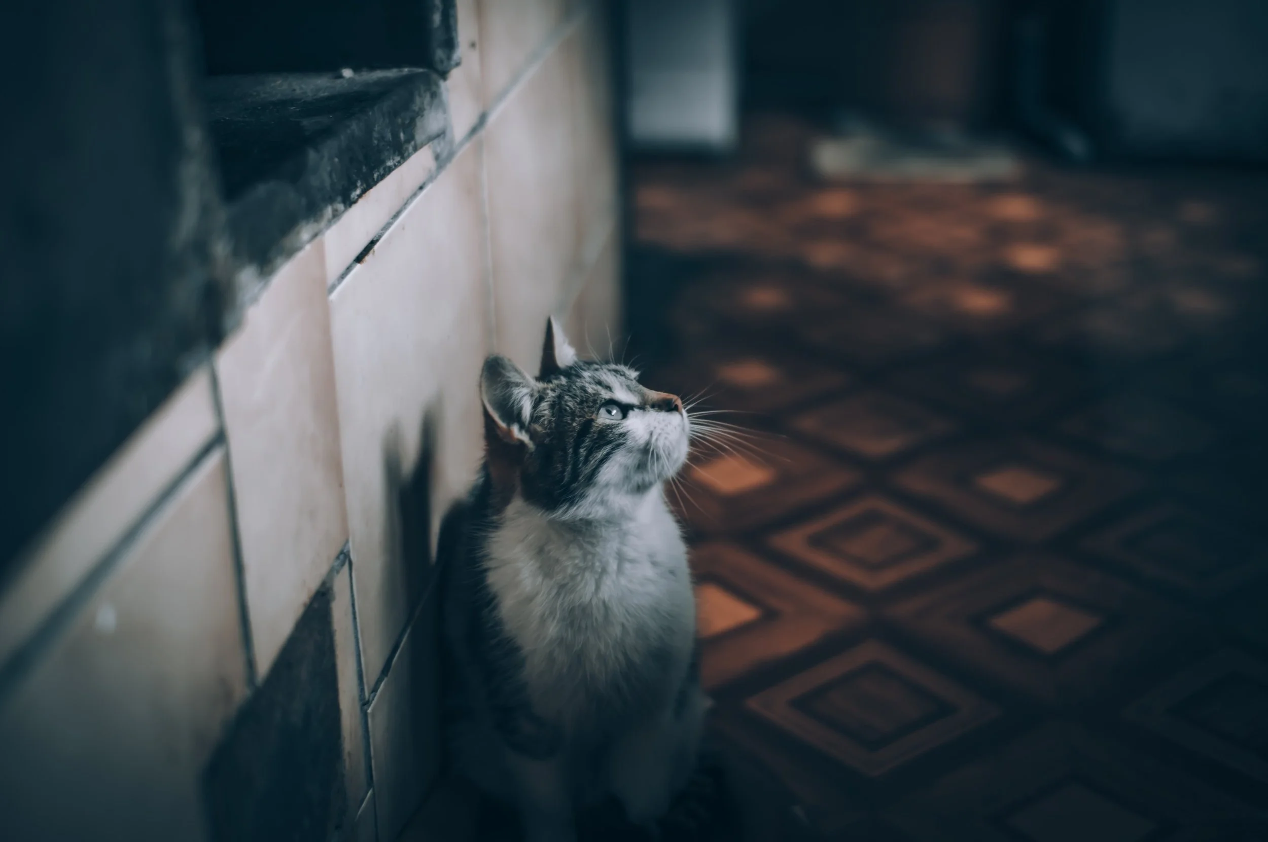 A brown tabby cat with white fur sits against a wall on a tile floor. The tones in this image are cool.