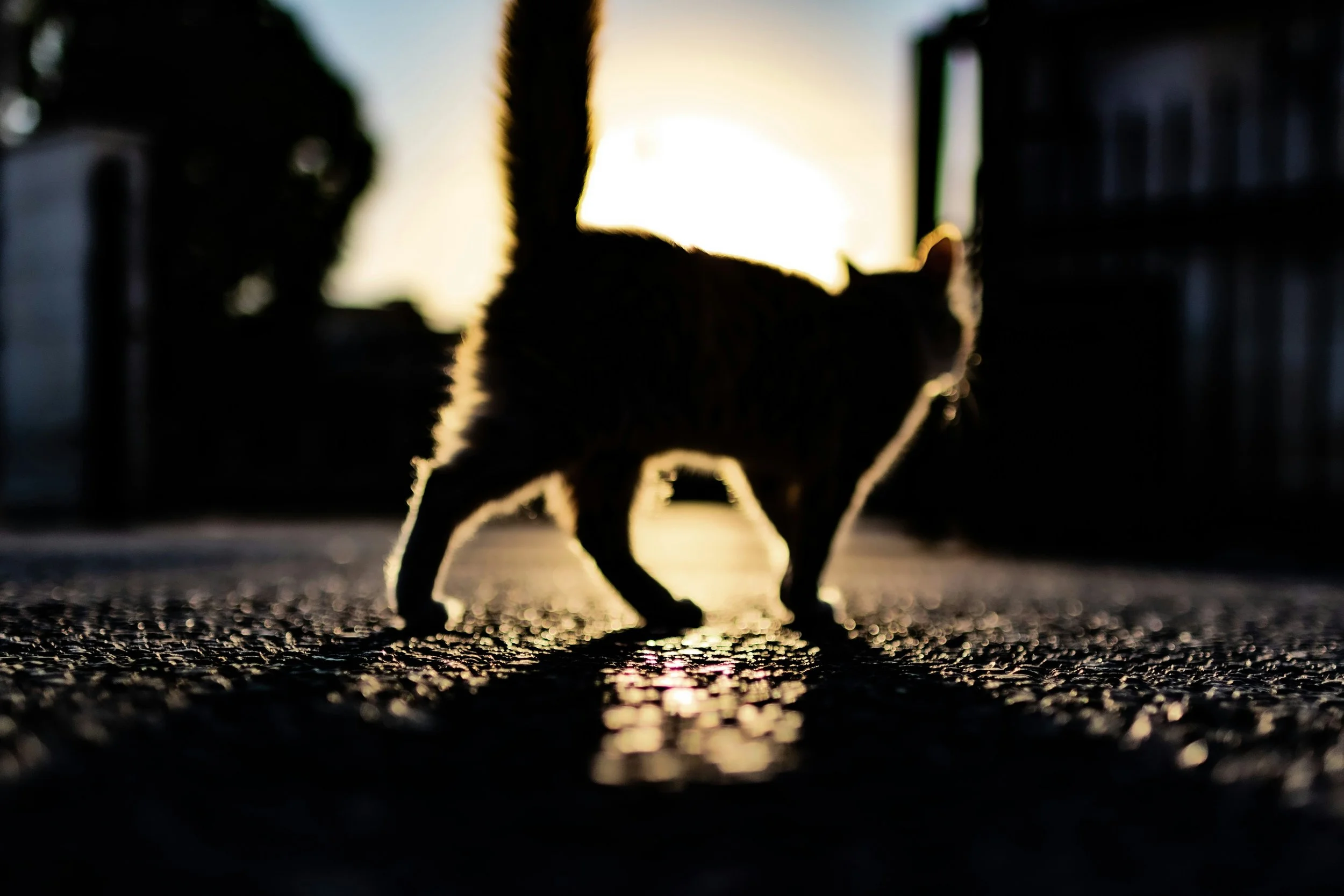 The silhouette of a cat walking across paved road with the sun behind it