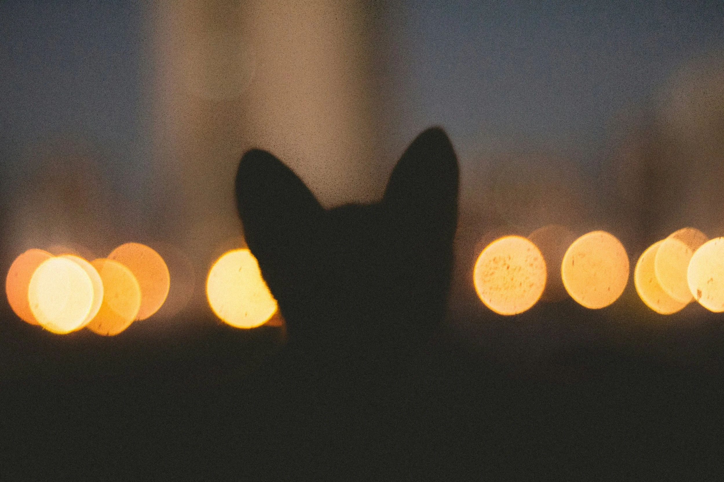 The dark silhouette of a cat up against out of focus white lights. The cat's silhouette is centered while the round lights fade into the background.