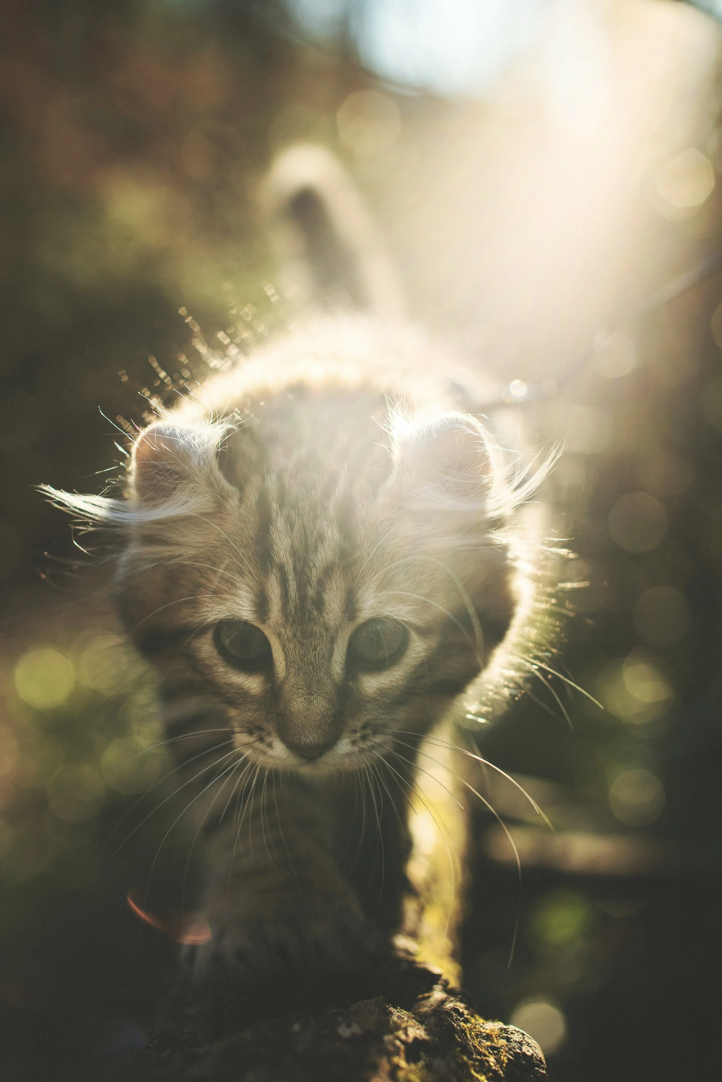 A young kitten with gray and black striped fur walking on a tree branch in sunlight, with a soft, airy background.
