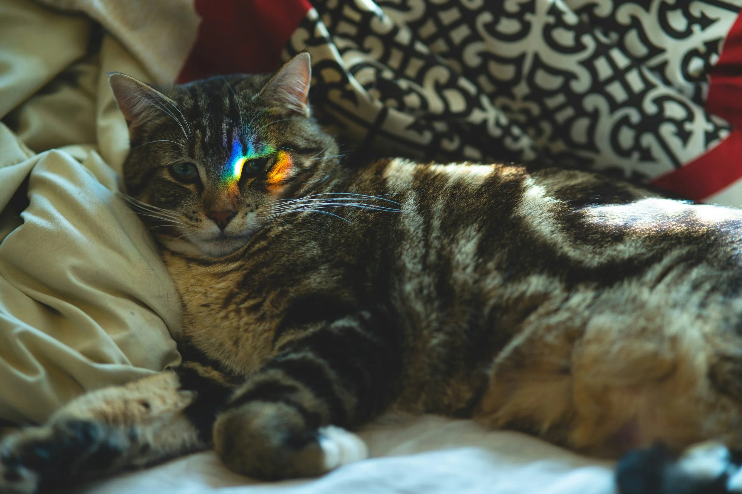 A big brown tabby cat lays on their side in a relaxed pose with their paws curled up. A rainbow softly falls across the cat's face, while sunshine covers the cat's back.