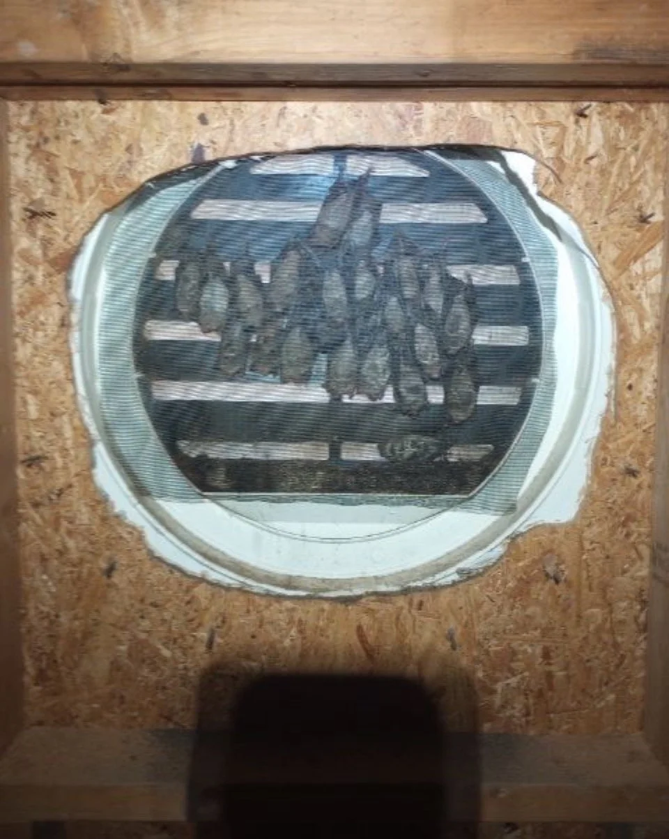 Get bats out of the attic.jpeg