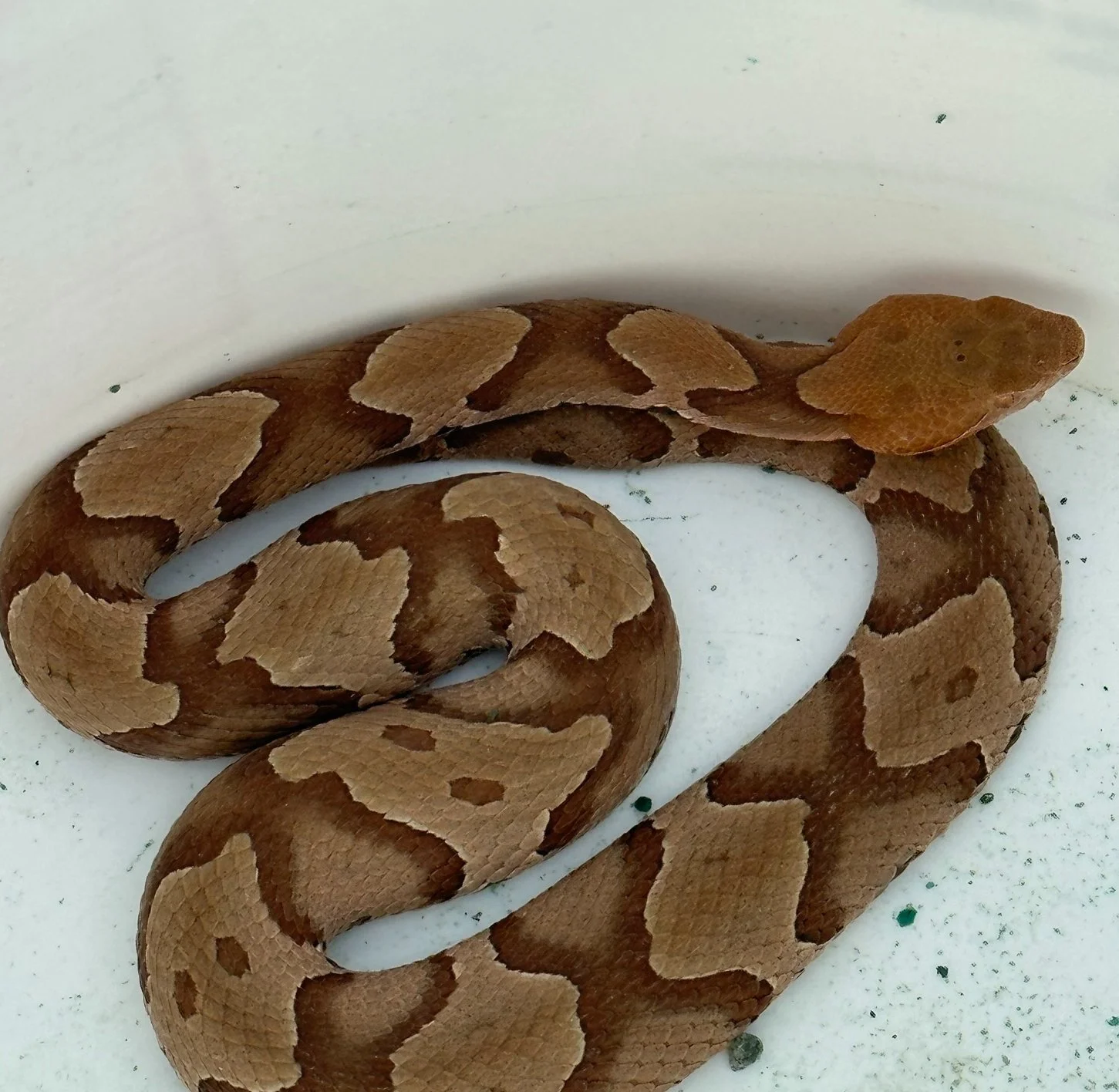 Copperhead Removal.JPEG