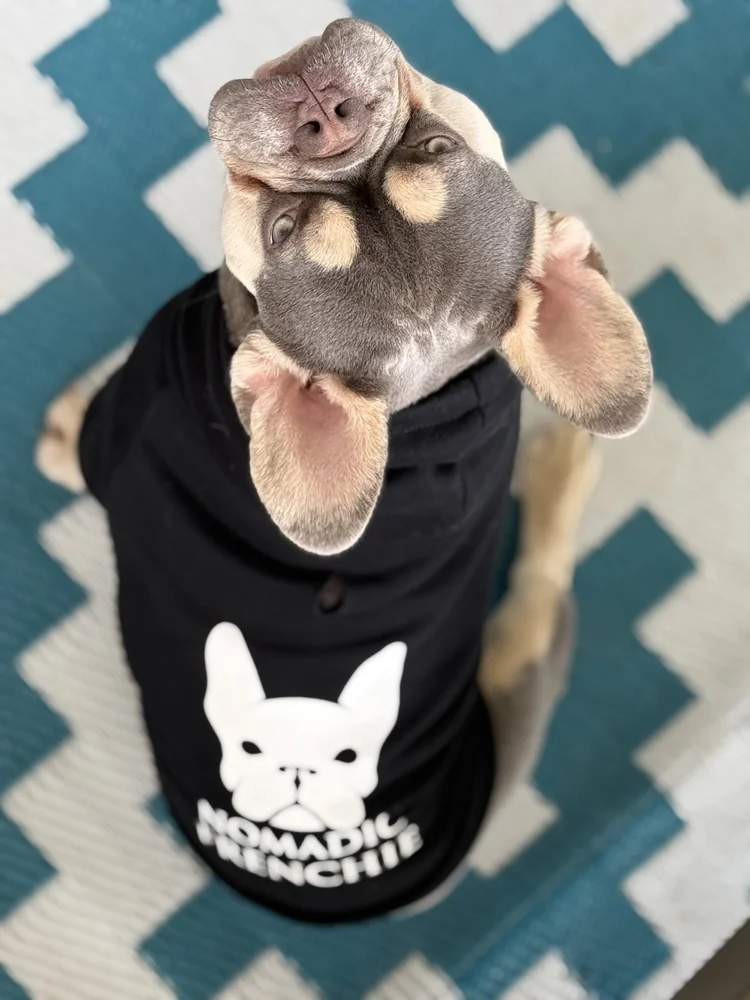 Dog modeling a Nomadic Frenchie hoodie