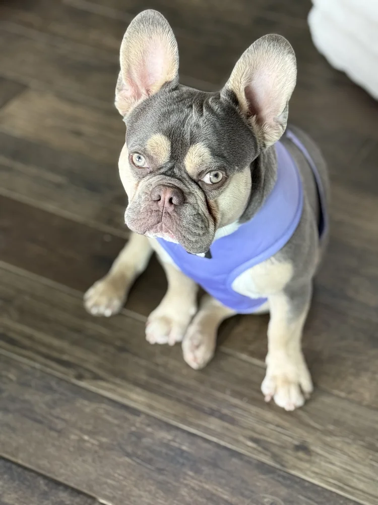 Dog in a lilac Nomadic Frenchie harness