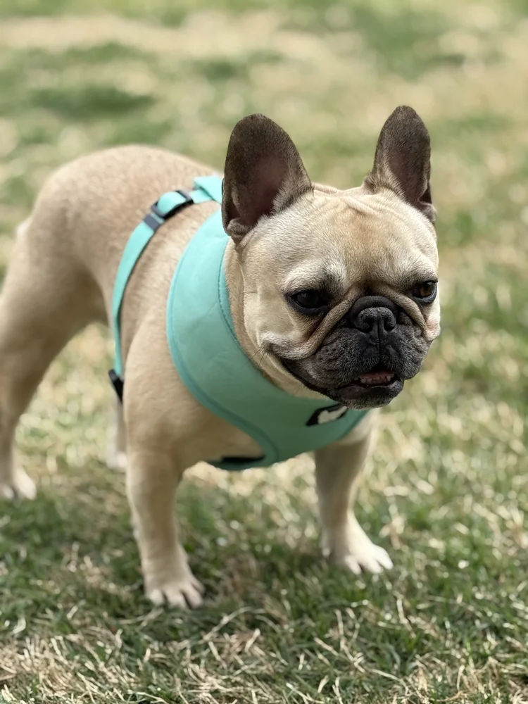 Dog wearing a mint Nomadic Frenchie harness