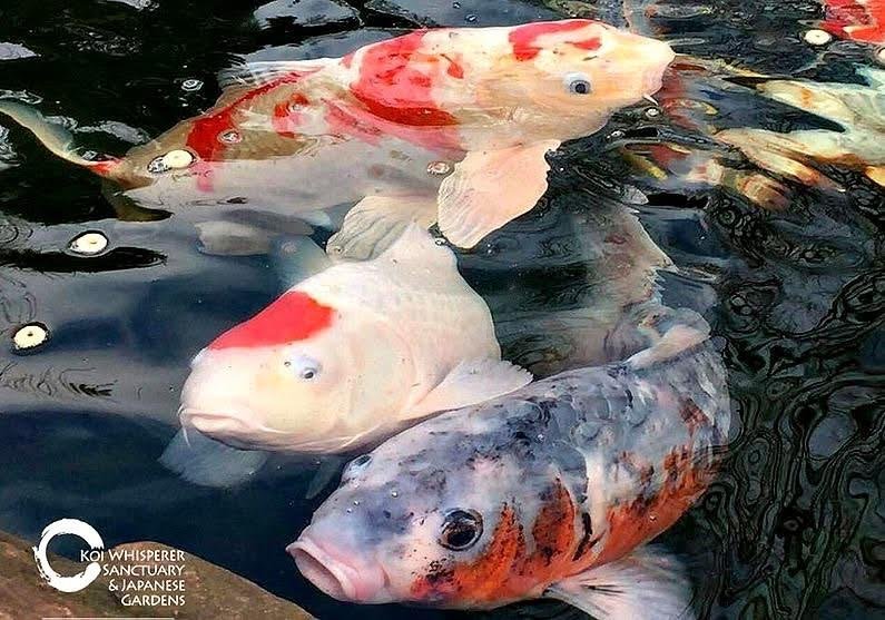 Visit the Koi Whisperer Sanctuary