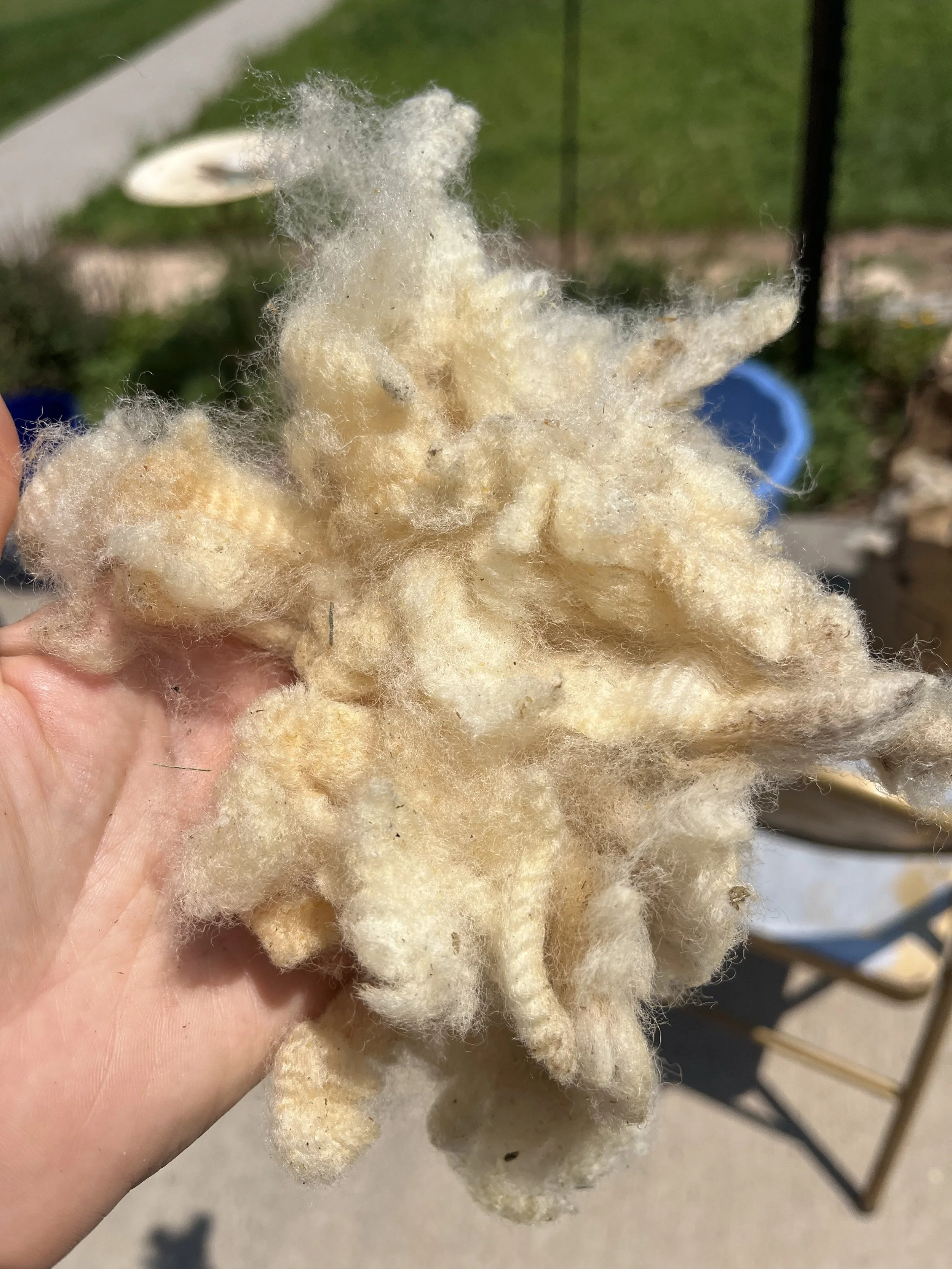 wool in hand .jpg