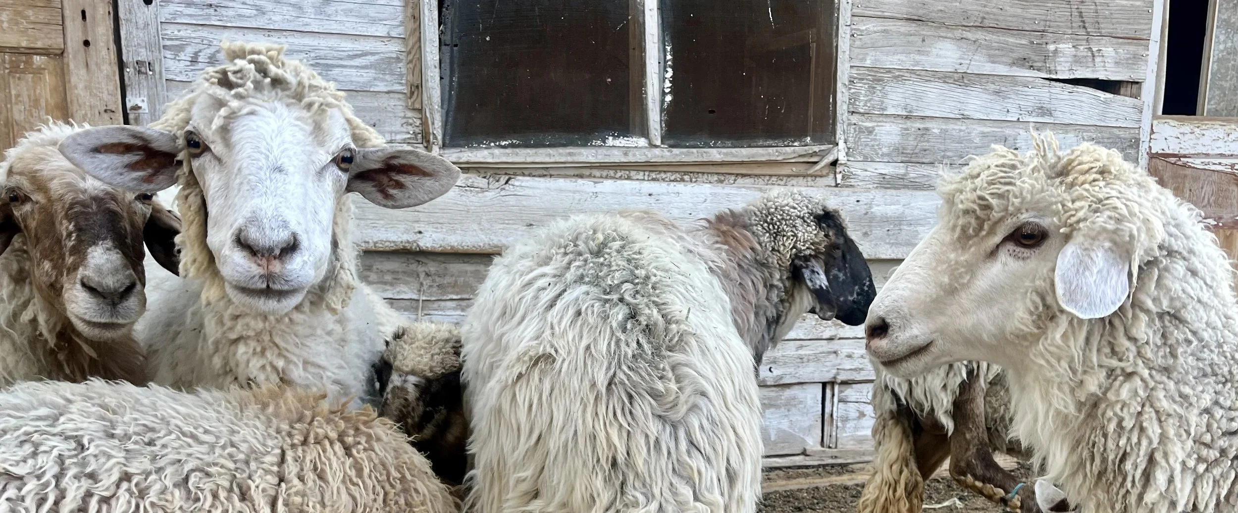 ISheep.jpg