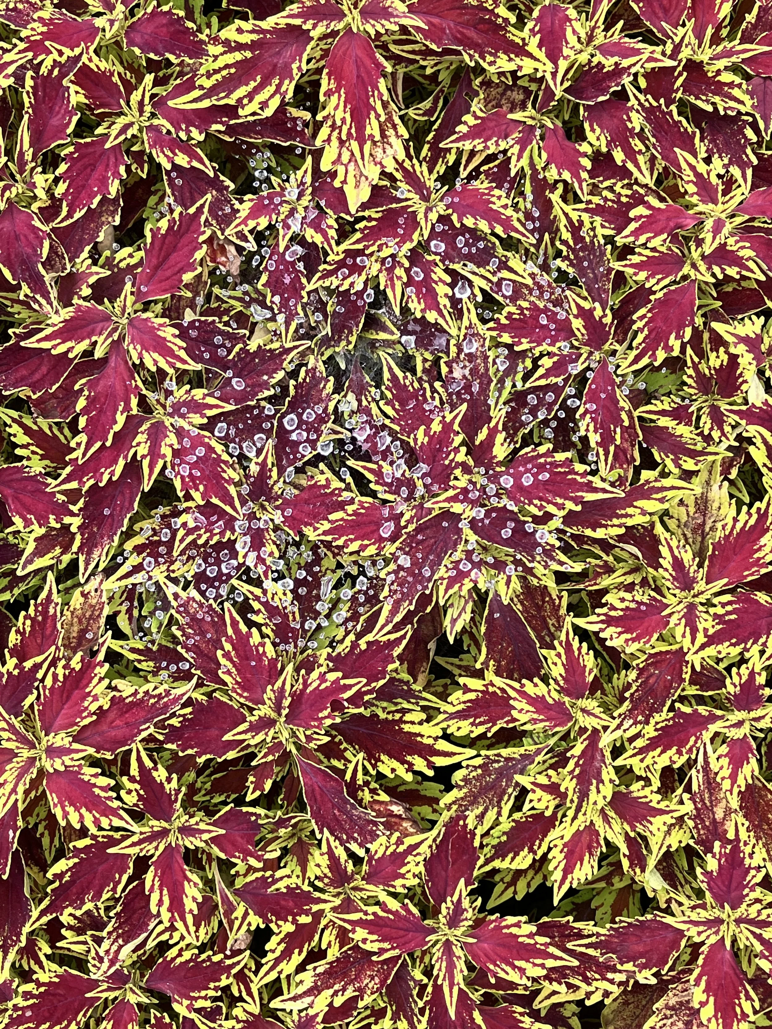 IMG_0027.jpeg