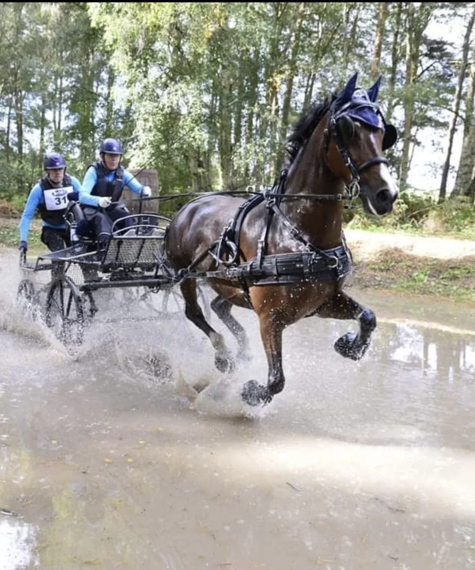 Horse export paperwork preparation for international horse travel between the UK and Europe