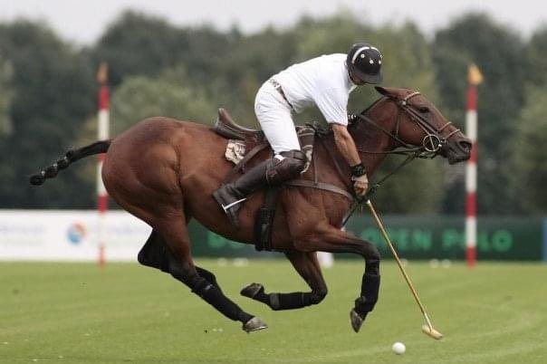 Horse export paperwork preparation for international horse travel between the UK and Europe