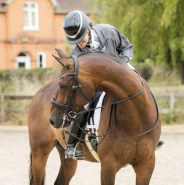 International horse travel support for horses travelling between the UK and Europe