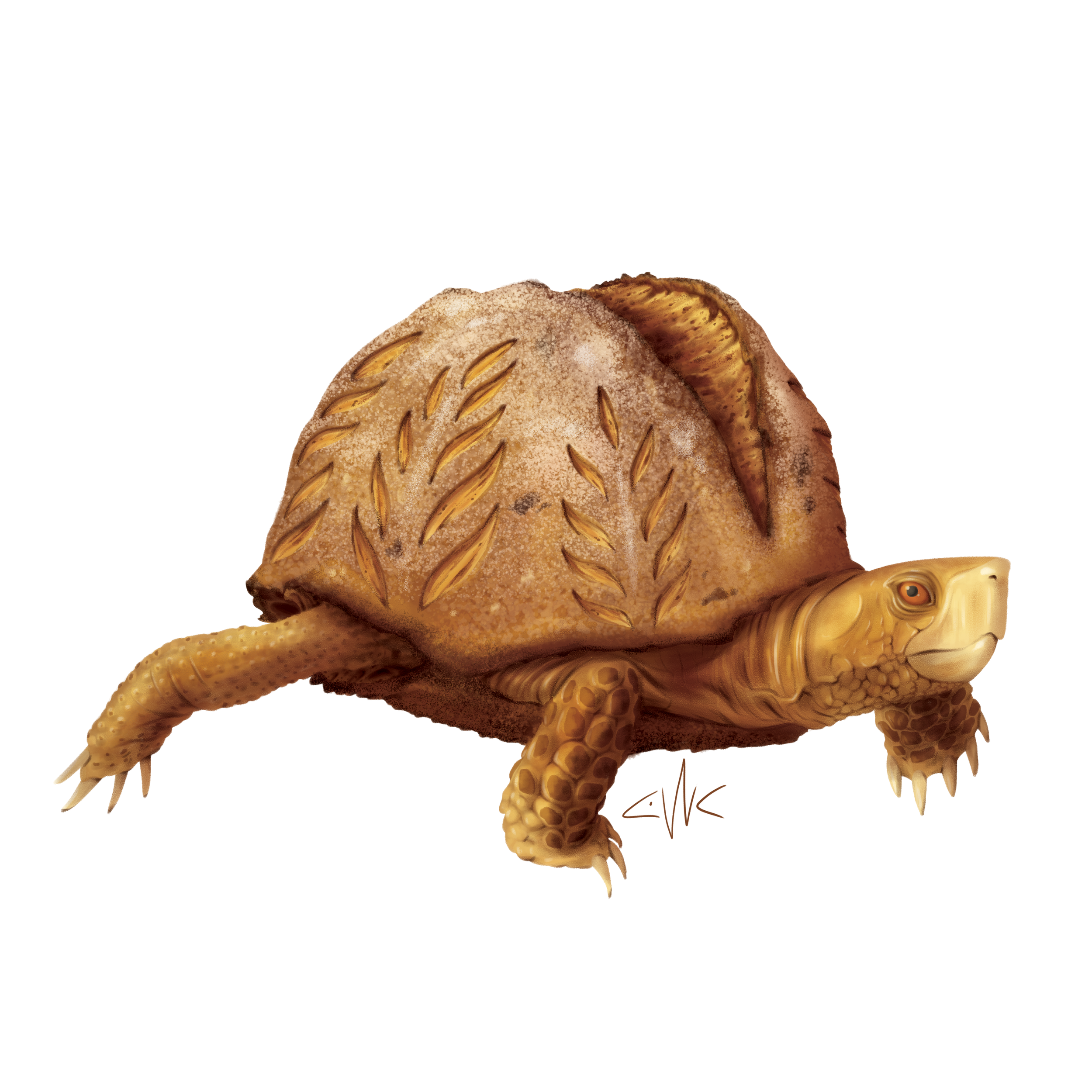 North American Box Turtle Bread Boule.jpg