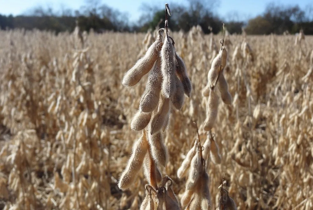 Soya beans farming