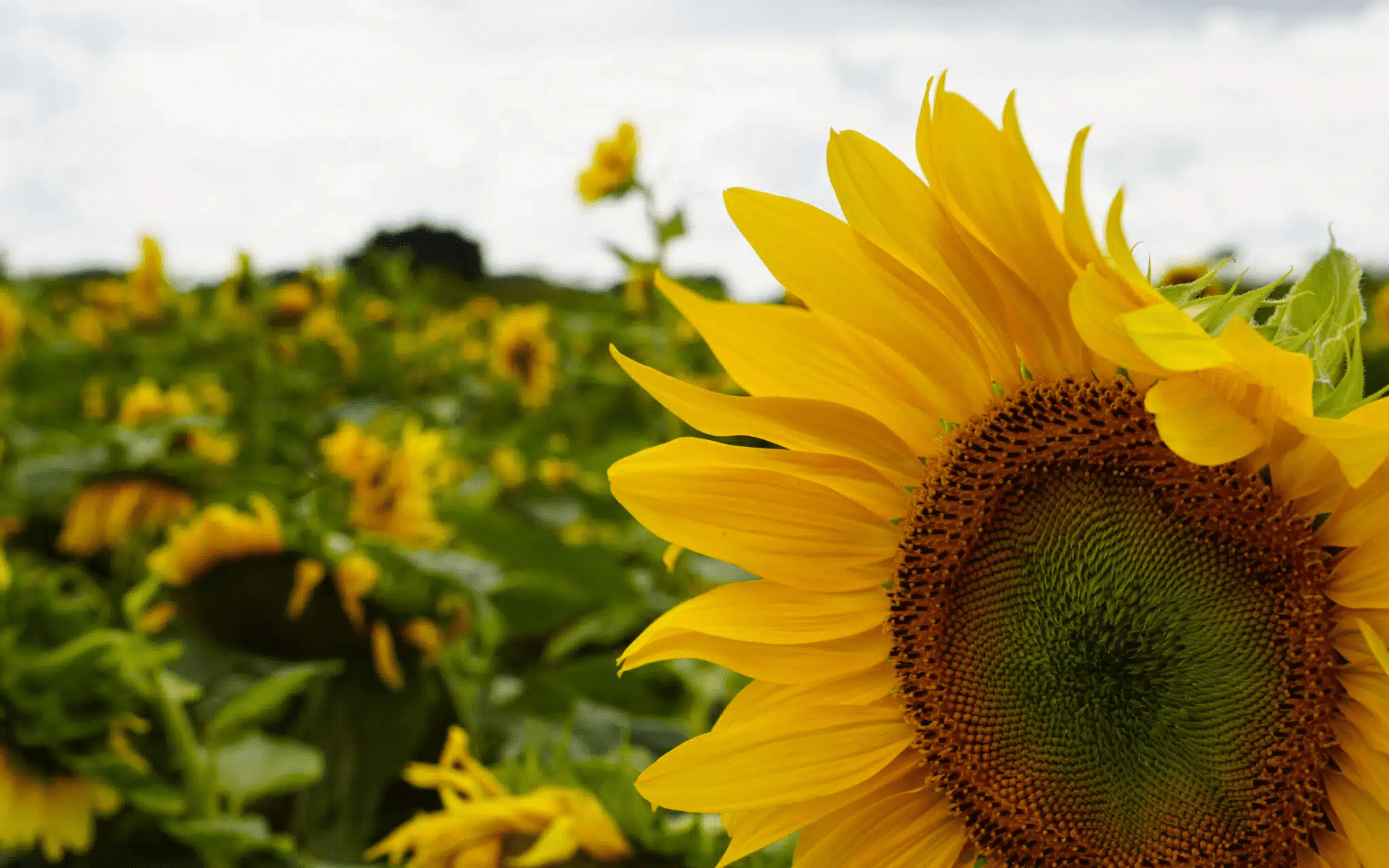 Sunflower farming
