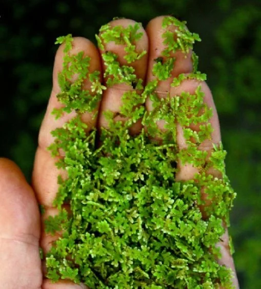 Azolla cultivation, organic animal feed