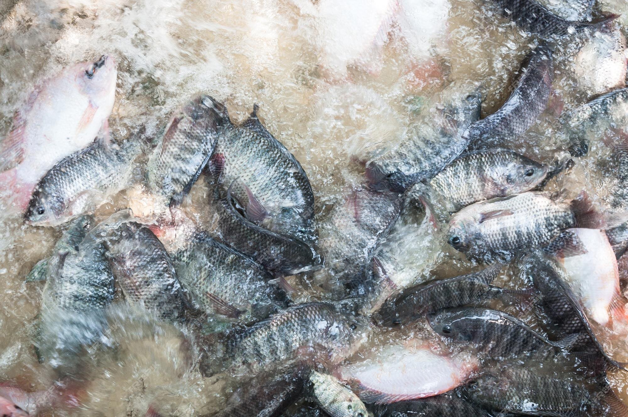 Tilapia fish farming