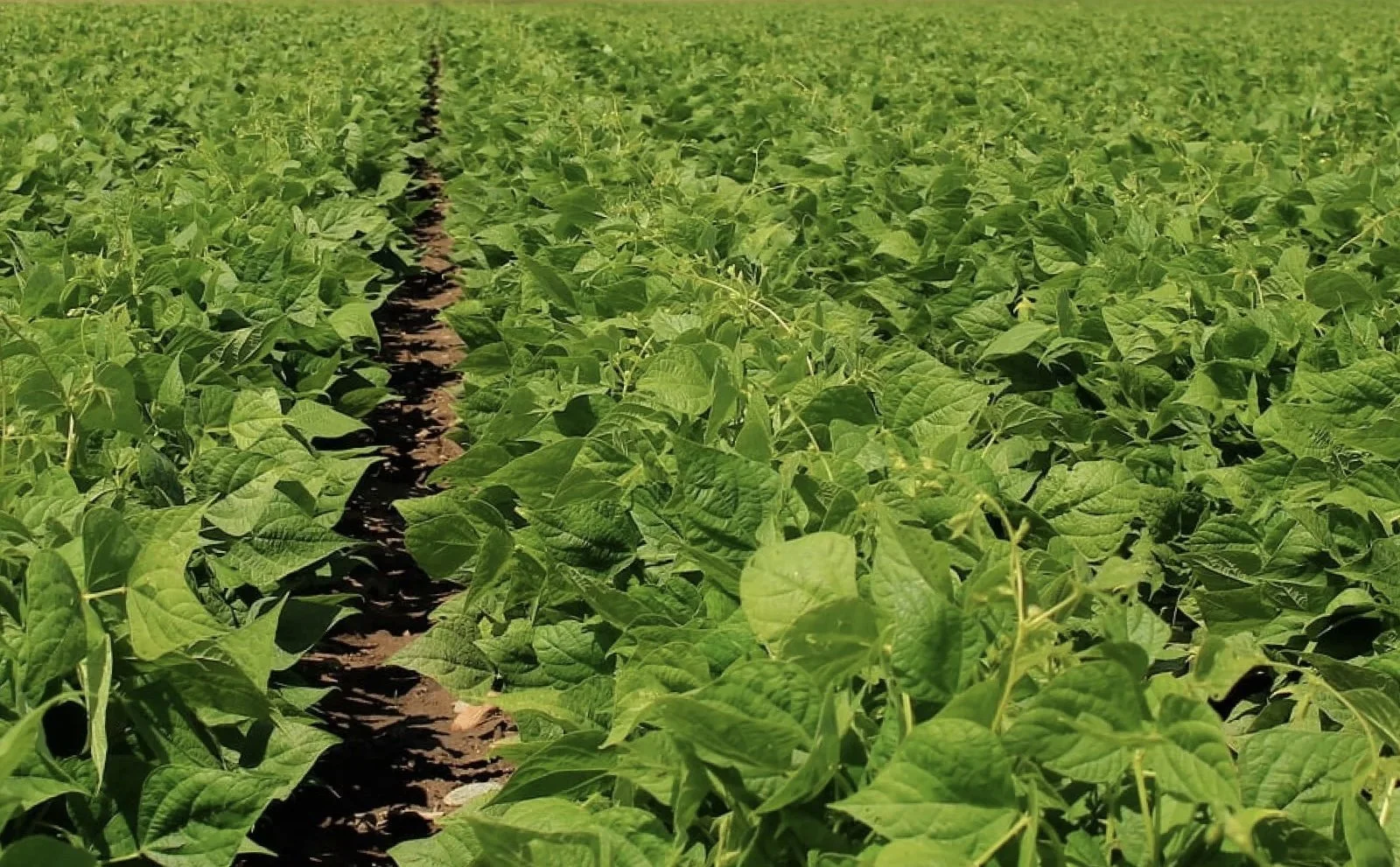 Growing beans at SWHUZ Farms, Malawi