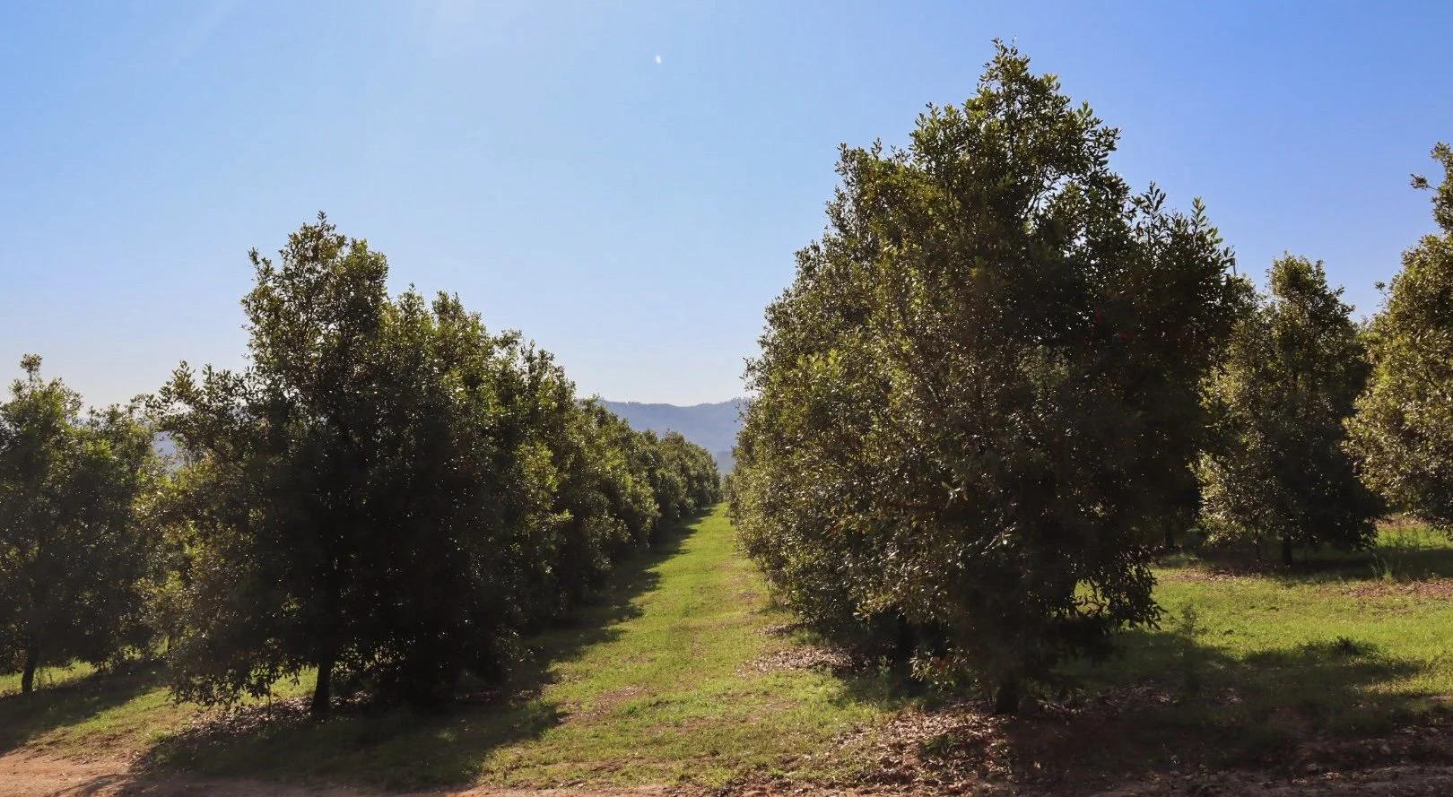 Macadamia nuts farming