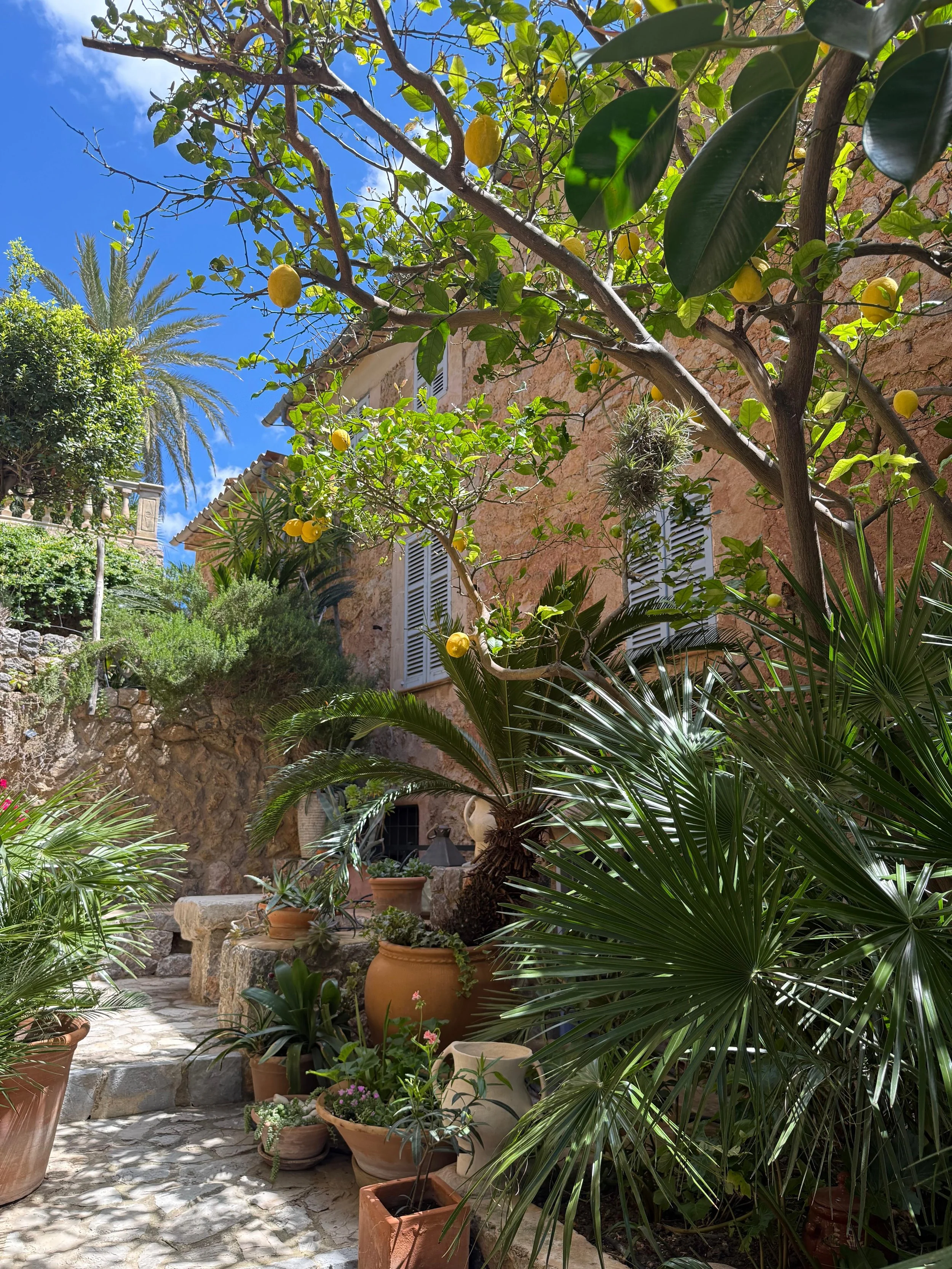 A lush courtyard garden filled with potted plants, succulents, and trees, with a stone pathway and a stone bench, against a backdrop of a stone house with white shutters and a clear blue sky.